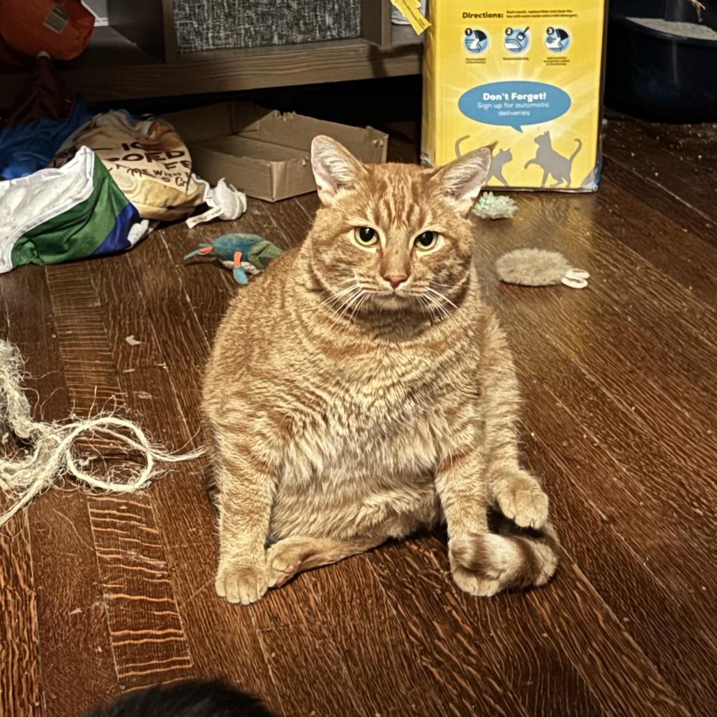 Enlarge Sunbeam, a Adoptable Domestic Short Hair in Gibsonia, PA image 6/6
