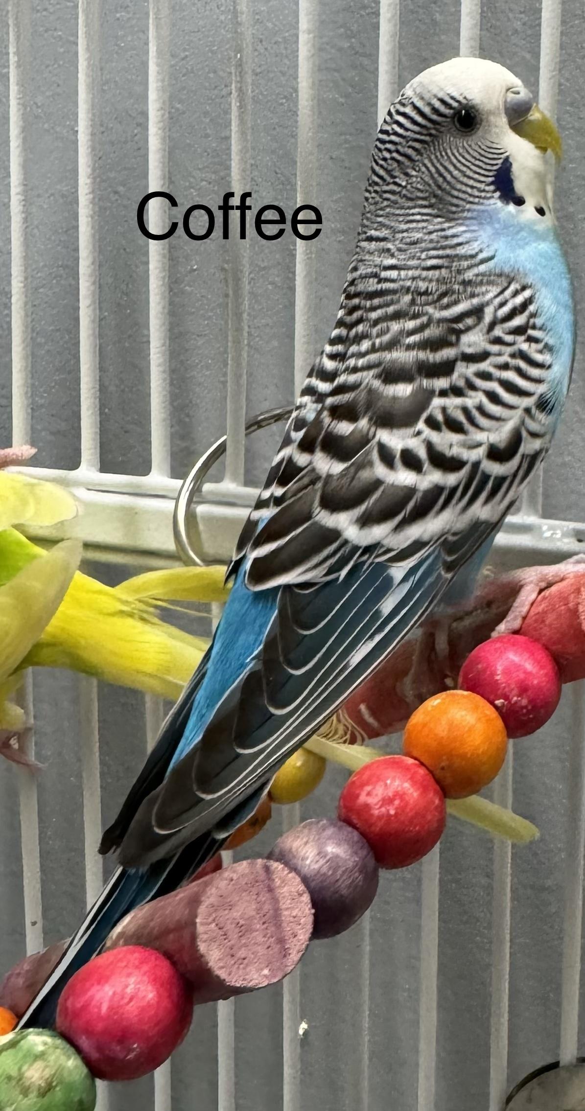 Coffee and Tea, Adoptable, Adult Unknown Parakeet (Other).