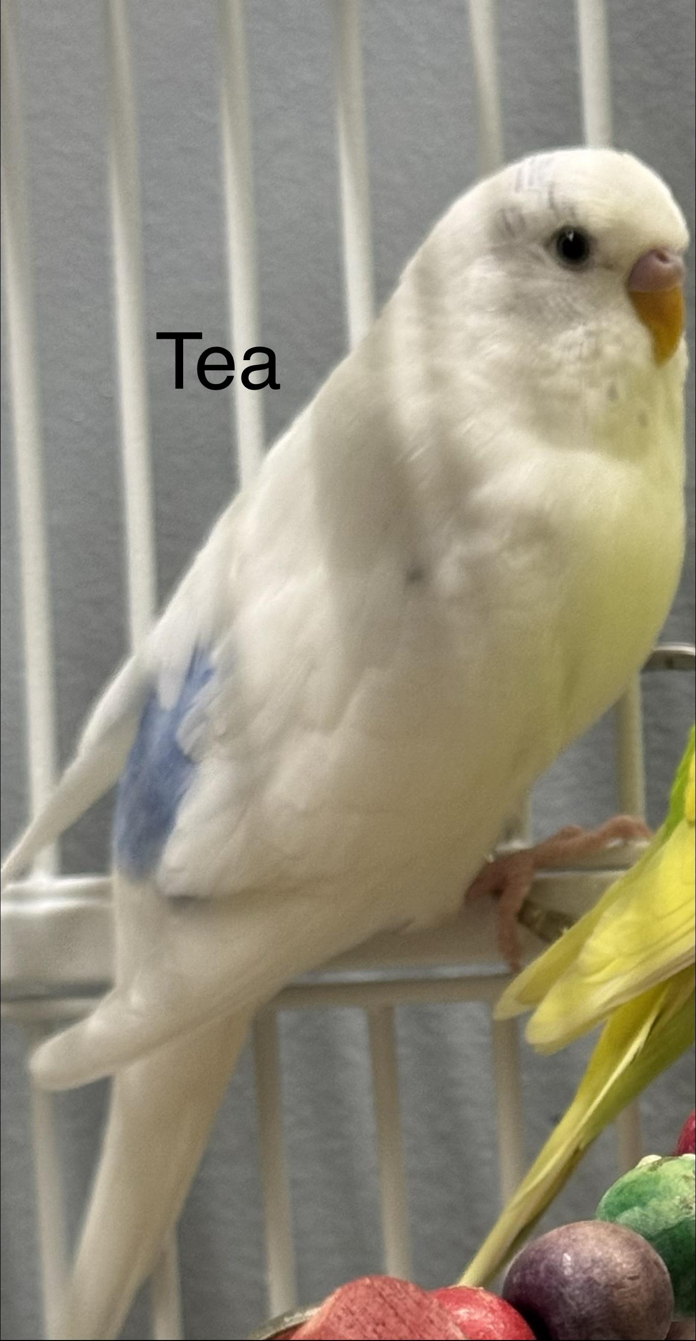 Enlarge Coffee and Tea, a Adoptable Parakeet (Other) in Dartmouth, MA image 2/2