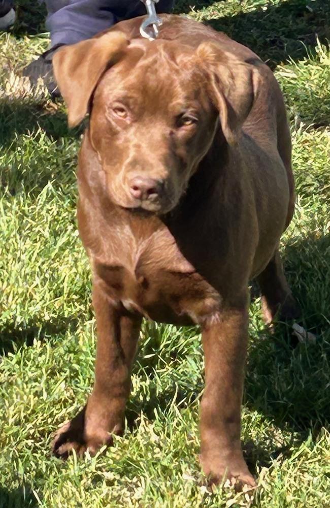 Squiggy - Still wonderful and still available, a Adoptable mixed breed in Green Ridge, MO image 1/5