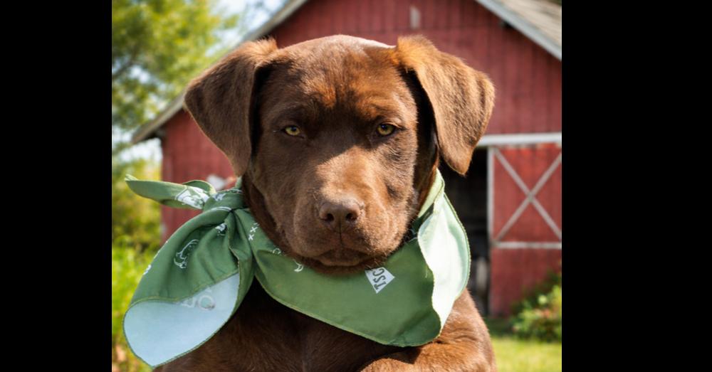Squiggy - Still wonderful and still available, a Adoptable mixed breed in Green Ridge, MO image 2/5