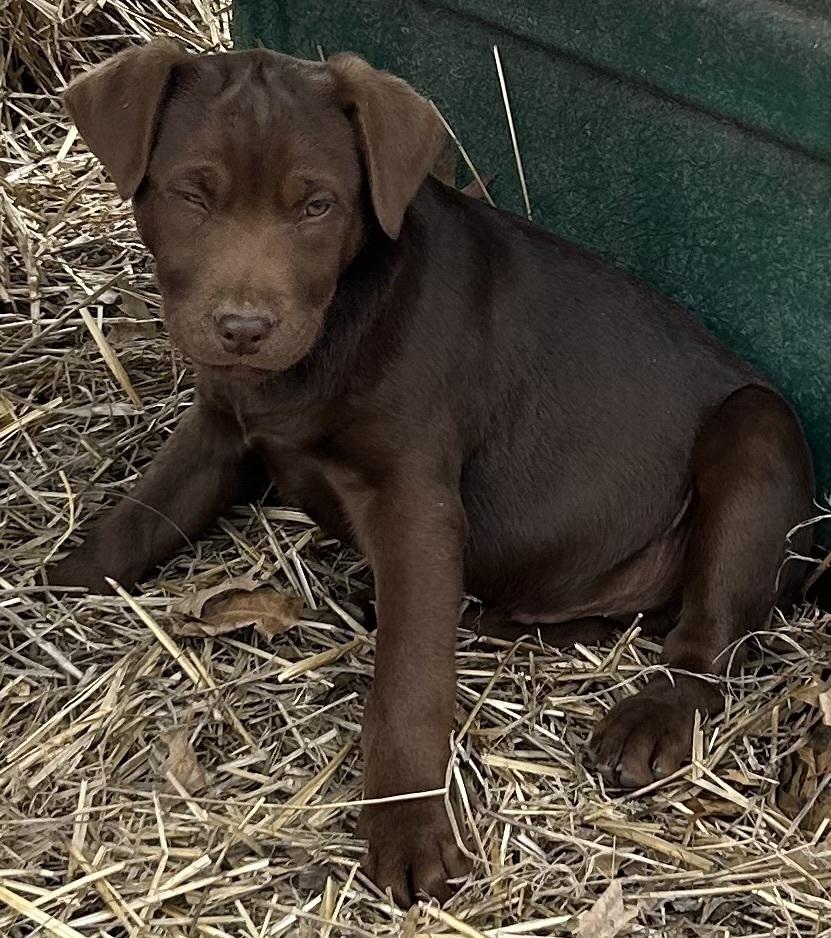 Squiggy - Still wonderful and still available, a Adoptable mixed breed in Green Ridge, MO image 3/5