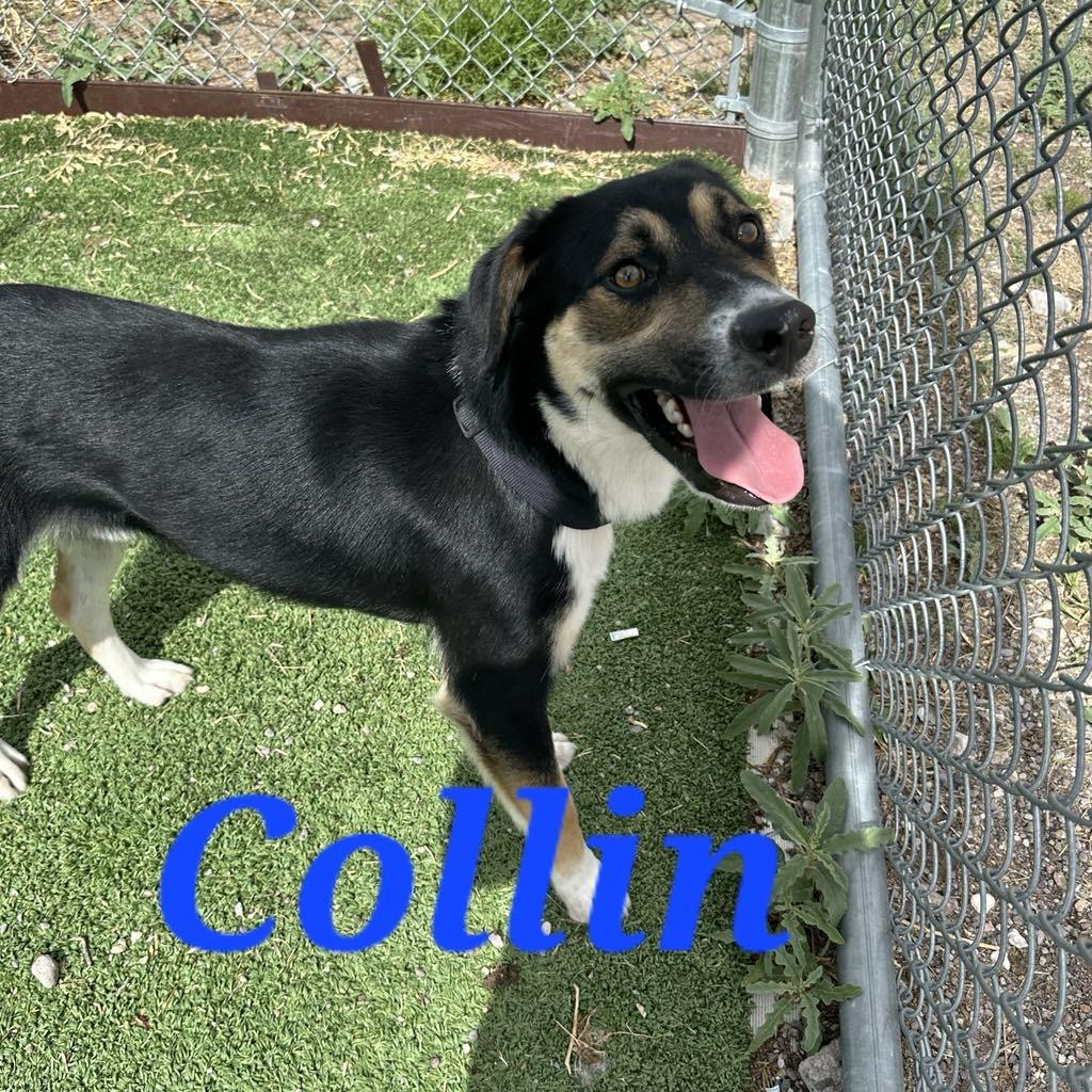 Collin