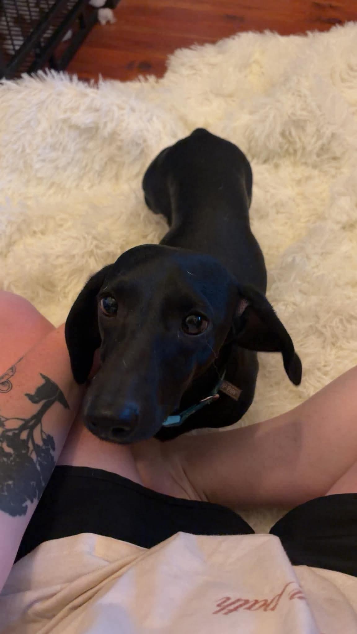 Enlarge Dobby, a Adopted Dachshund in Clay, NY image 2/2