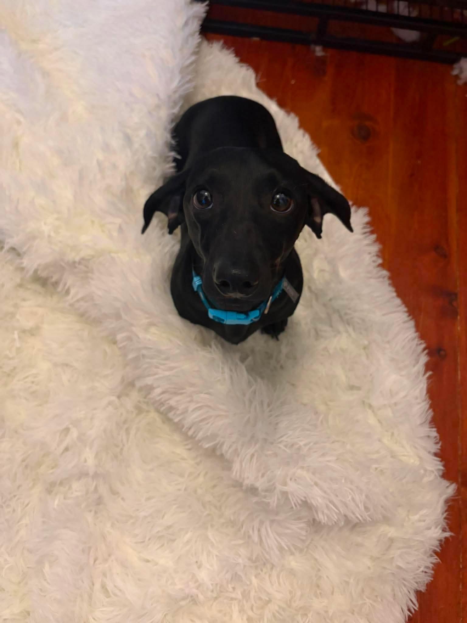 Dobby, Adopted, Puppy Male Dachshund.