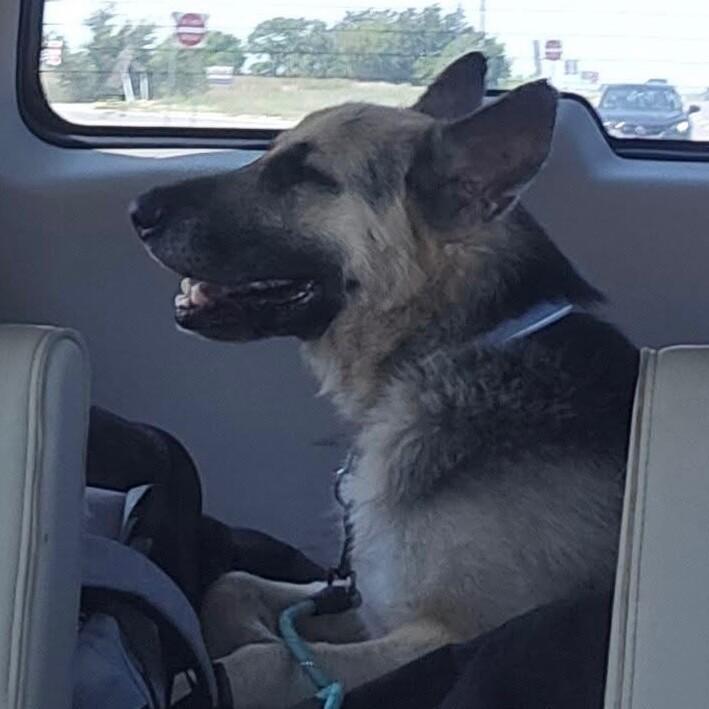 TITAN LUCIAN, Adoptable, Senior Male German Shepherd Dog.