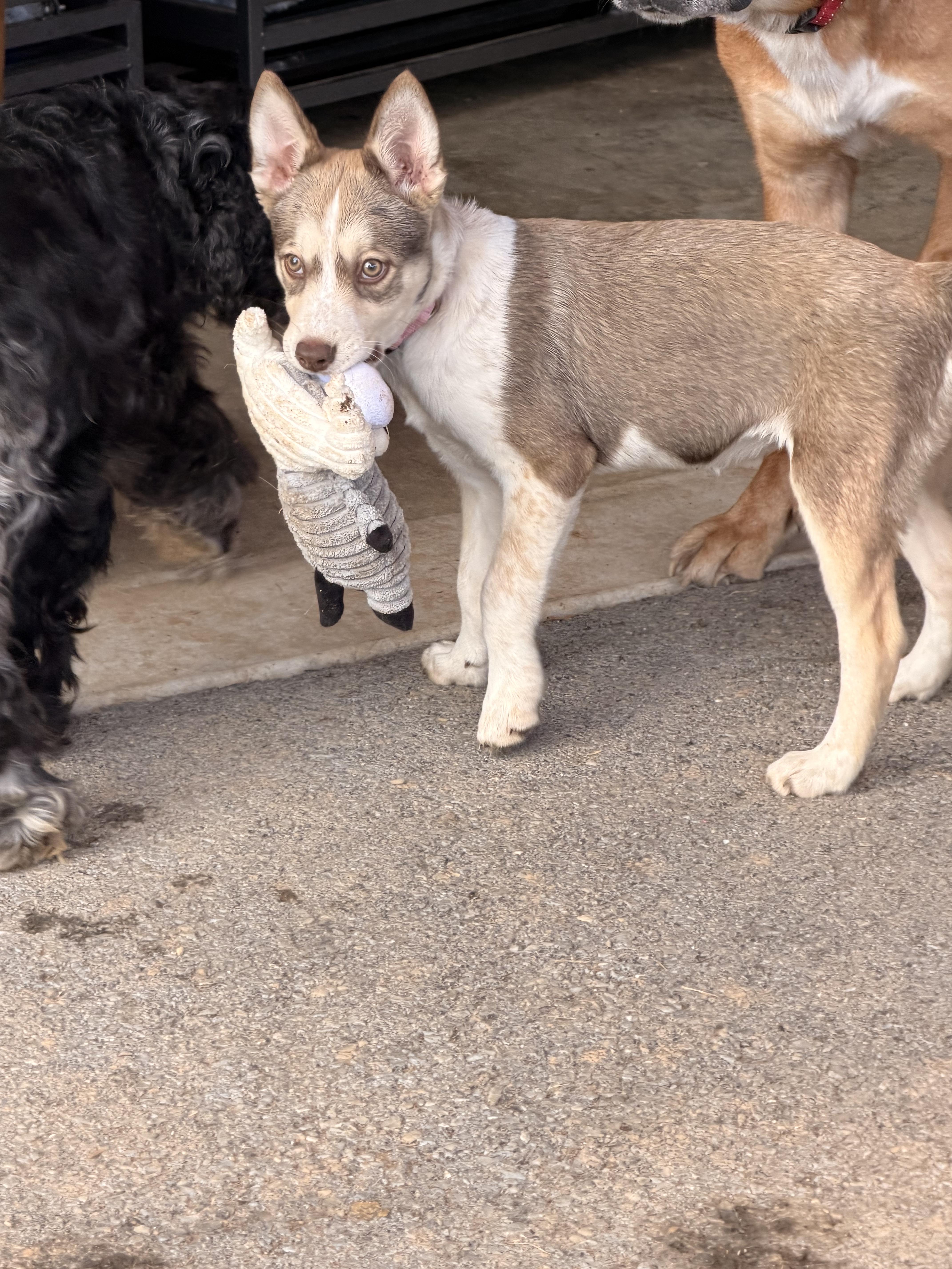 Enlarge Jumanji, a Adoptable mixed breed in State College, PA image 5/6