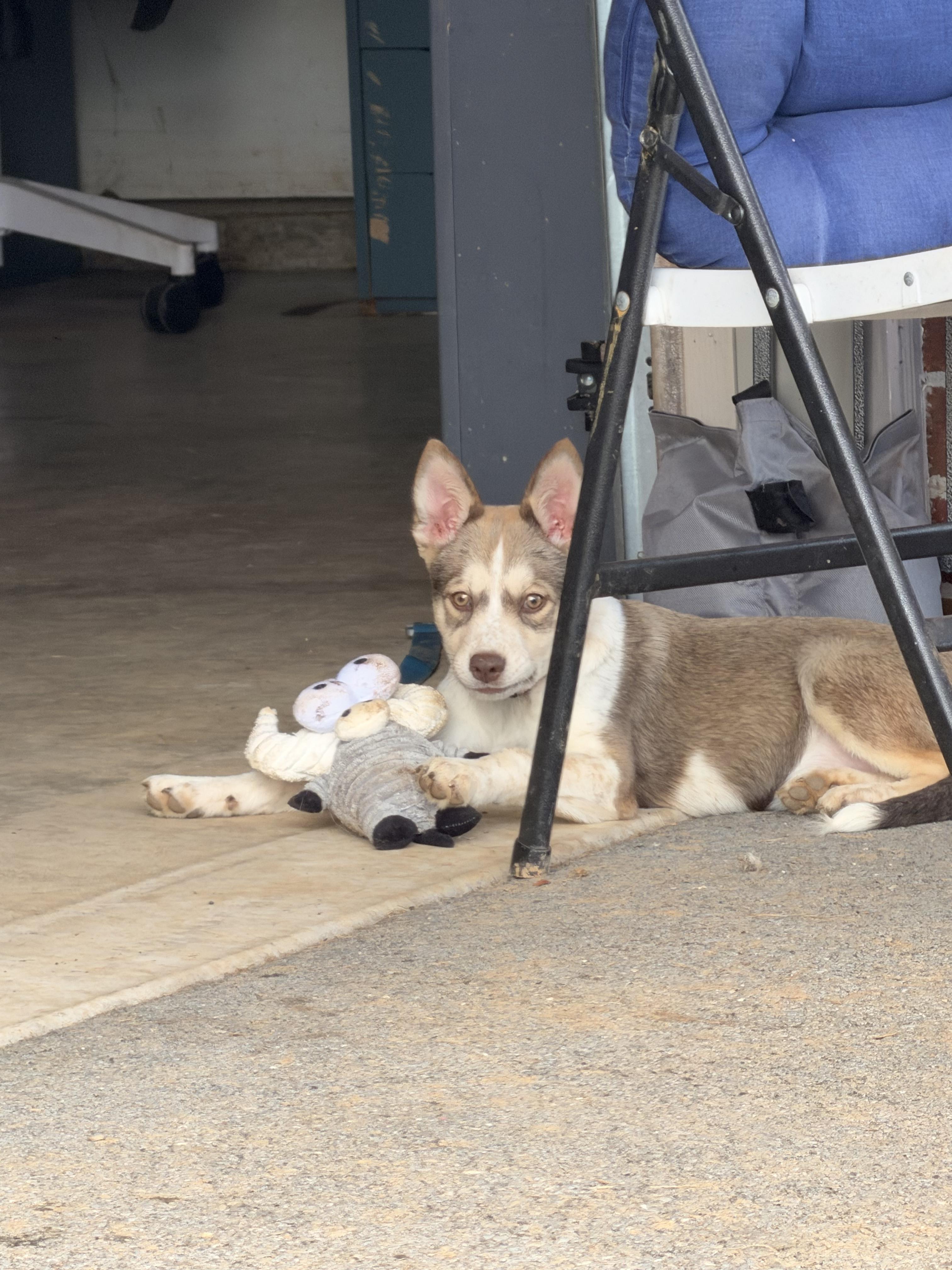 Enlarge Jumanji, a Adoptable mixed breed in State College, PA image 4/6