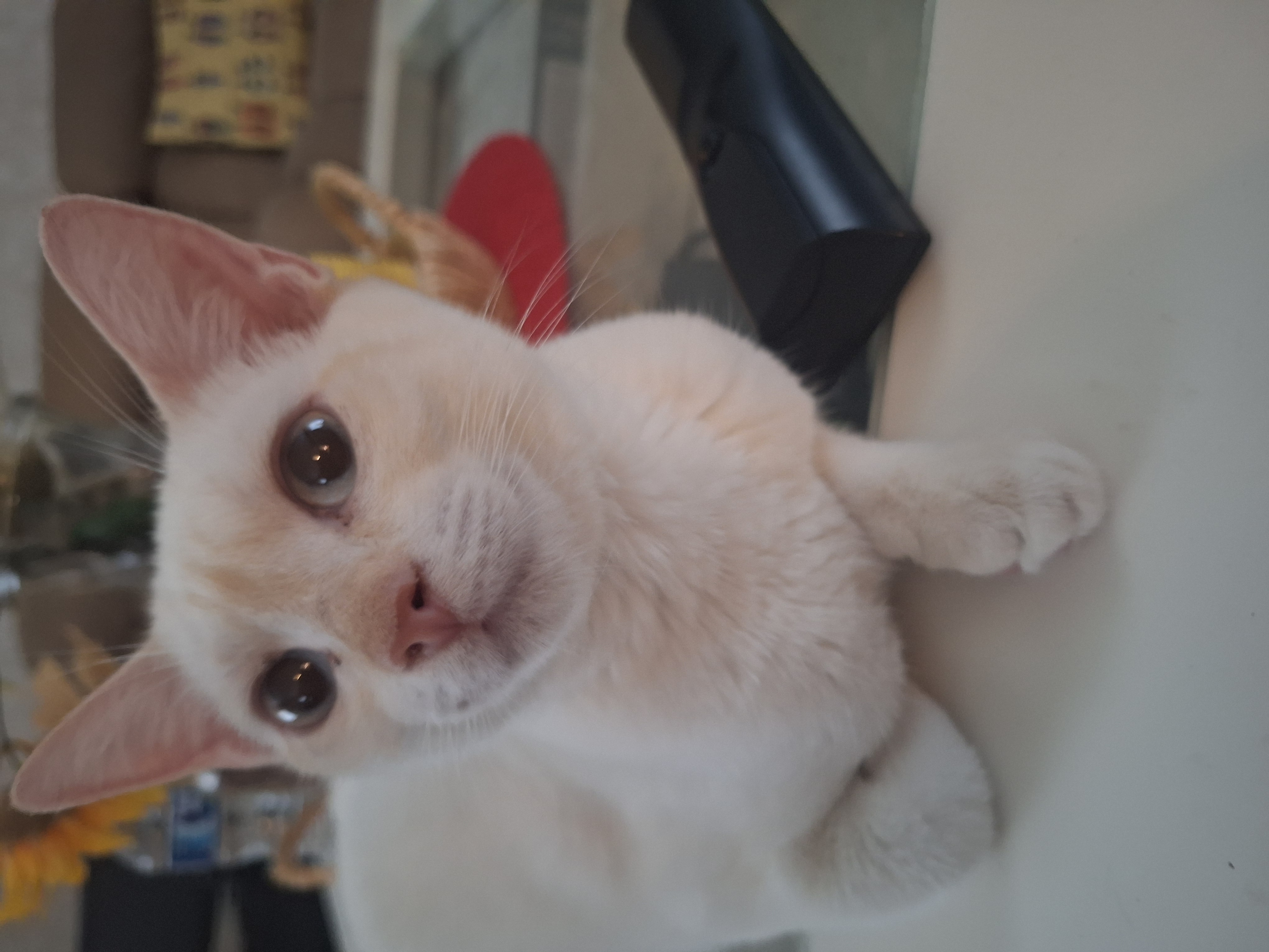 Akeda, Adopted, Young Female Oriental Short Hair.