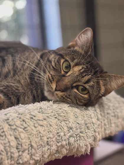 Chansey, a Adoptable Domestic Short Hair in Savannah, GA image 2/3