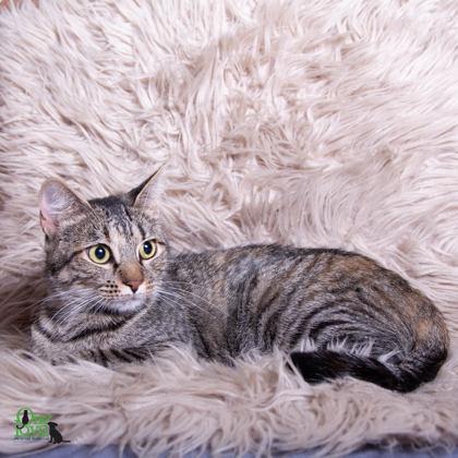 Chansey, a Adoptable Domestic Short Hair in Savannah, GA image 2/3