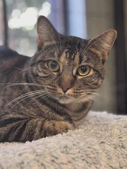 Chansey, a Adoptable Domestic Short Hair in Savannah, GA image 3/3