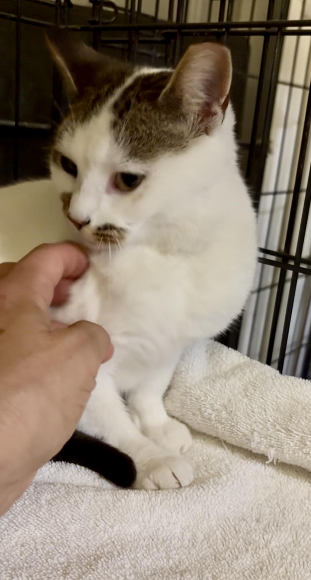 Enlarge Nimbus-Pet Valu Brampton, a ADOPTABLE Domestic Short Hair in Mississauga, ON image 5/6