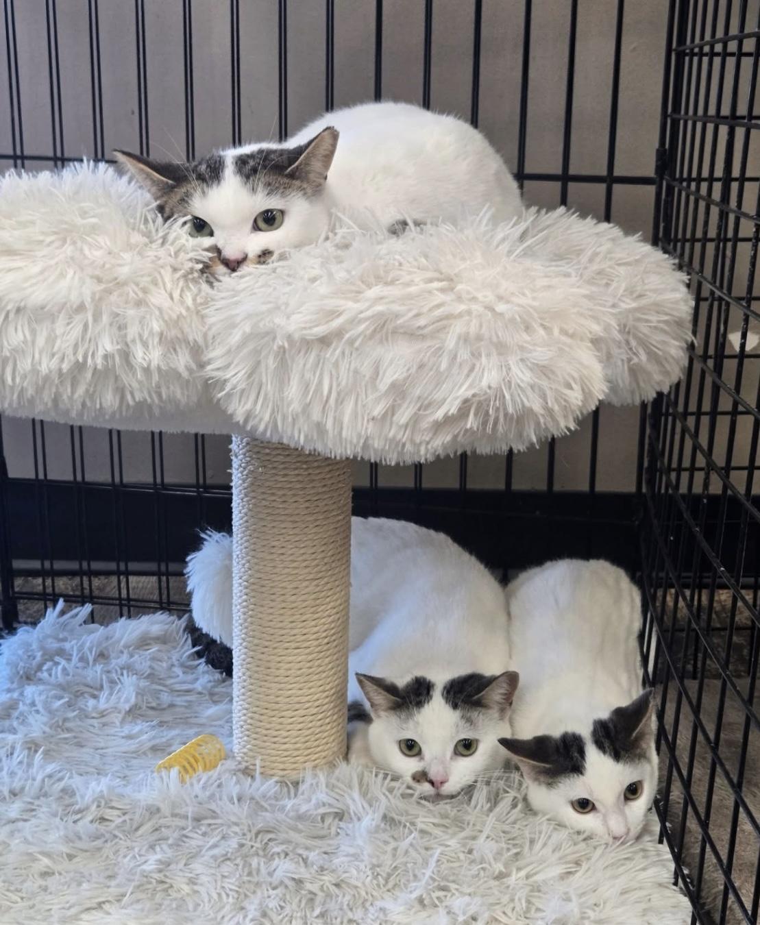 Enlarge Nimbus-Pet Valu Brampton, a ADOPTABLE Domestic Short Hair in Mississauga, ON image 4/6