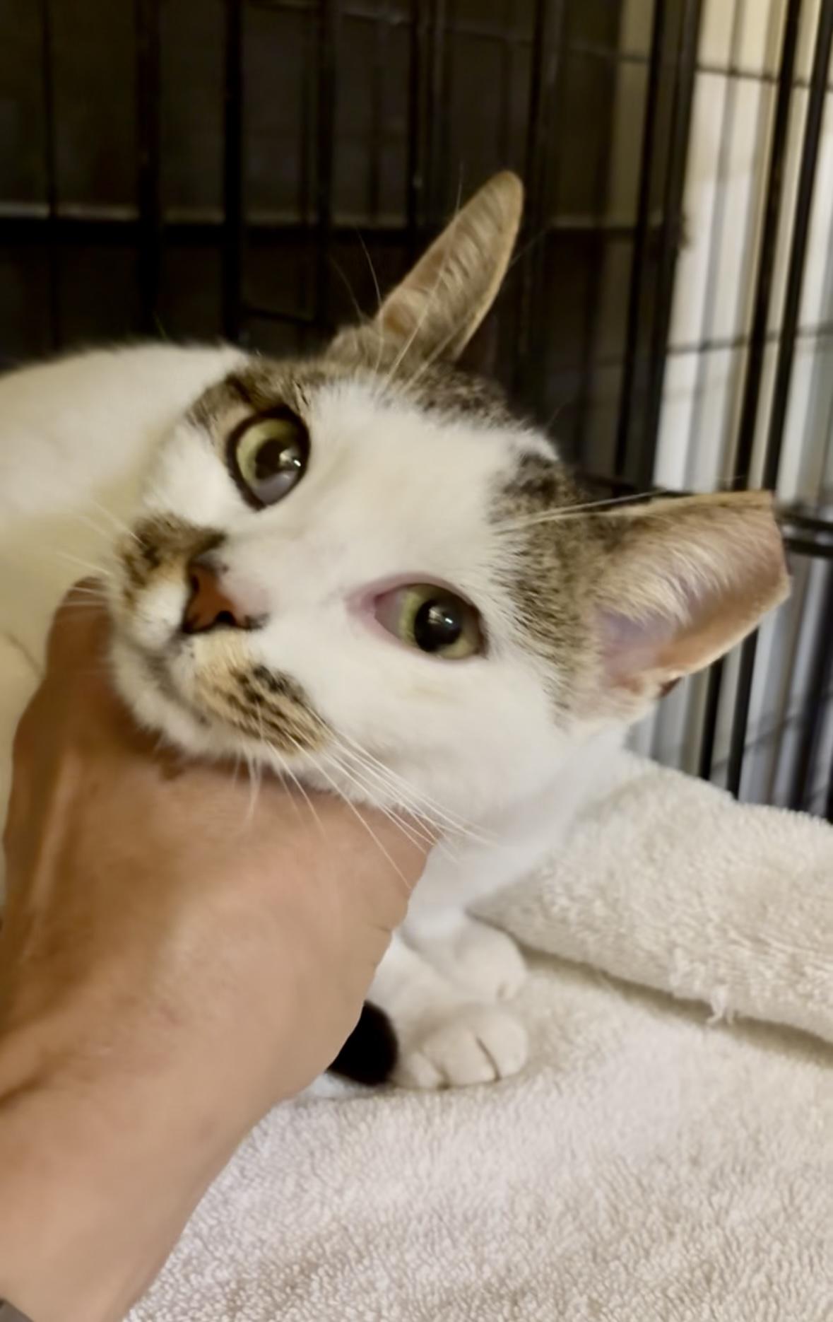 Nimbus-Pet Valu Brampton, ADOPTABLE, Young Female Domestic Short Hair.