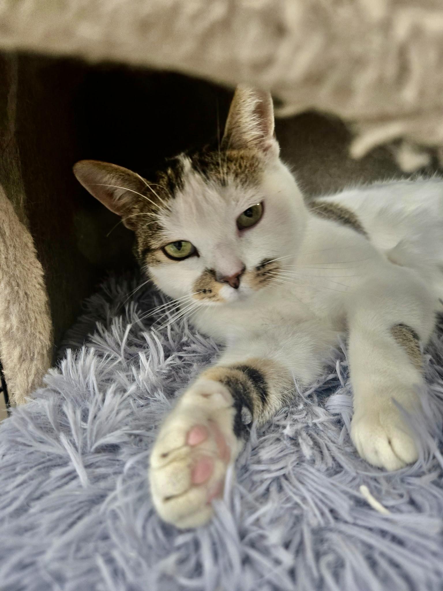 Enlarge Nimbus-Pet Valu Brampton, a ADOPTABLE Domestic Short Hair in Mississauga, ON image 2/6