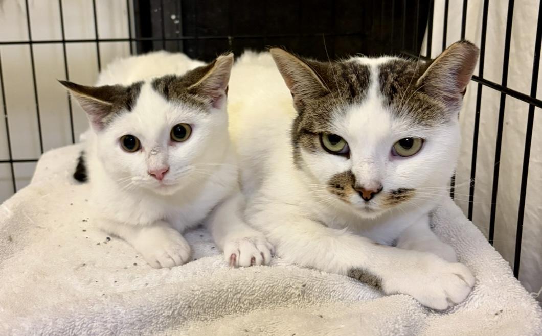 Enlarge Nimbus-Pet Valu Brampton, a ADOPTABLE Domestic Short Hair in Mississauga, ON image 3/6