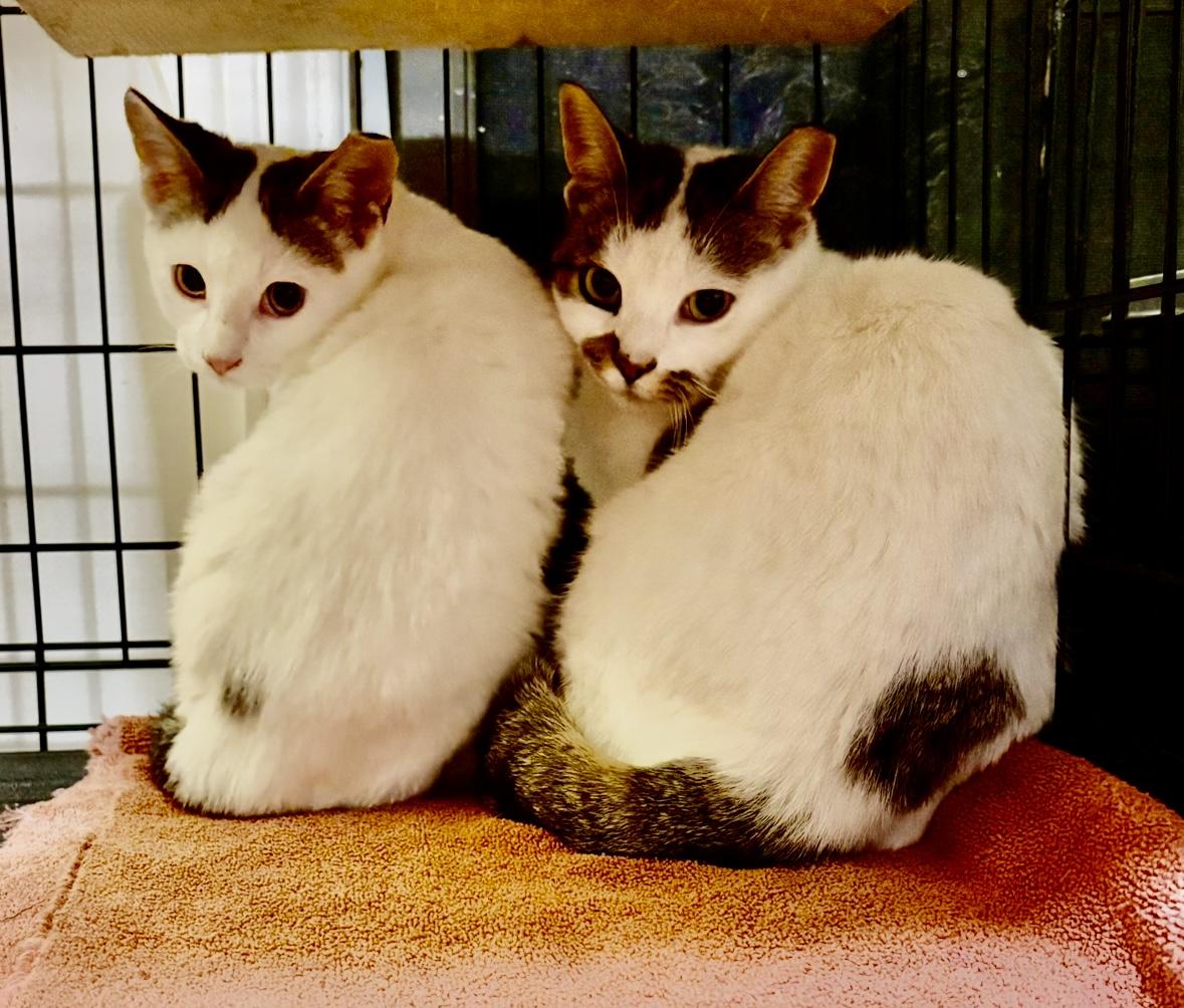 Enlarge Nimbus-Pet Valu Brampton, a ADOPTABLE Domestic Short Hair in Mississauga, ON image 6/6