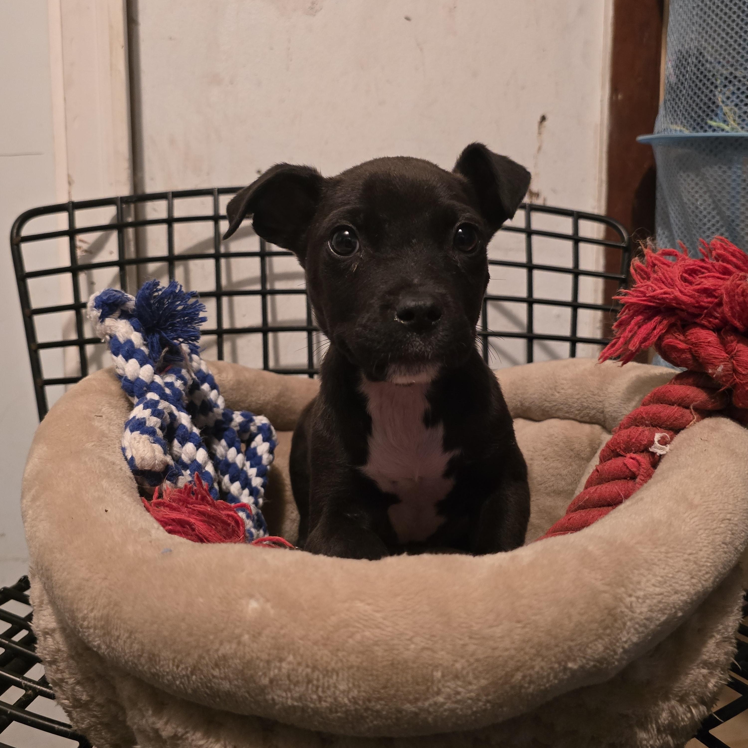 Frosty, ADOPTABLE, Puppy Male Jack Russell Terrier & Terrier.