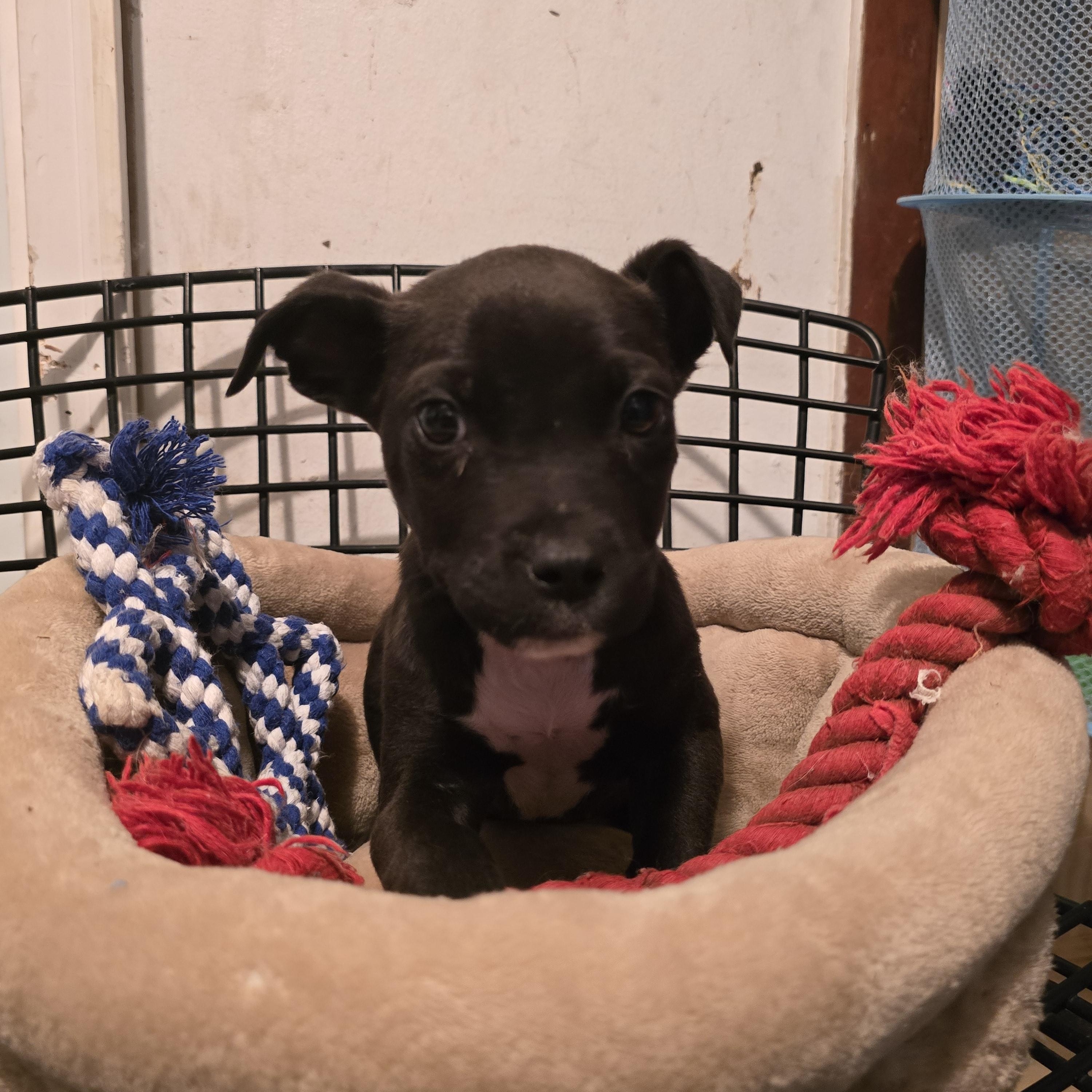 Enlarge Frosty, a ADOPTABLE mixed breed in Nyack, NY image 2/3