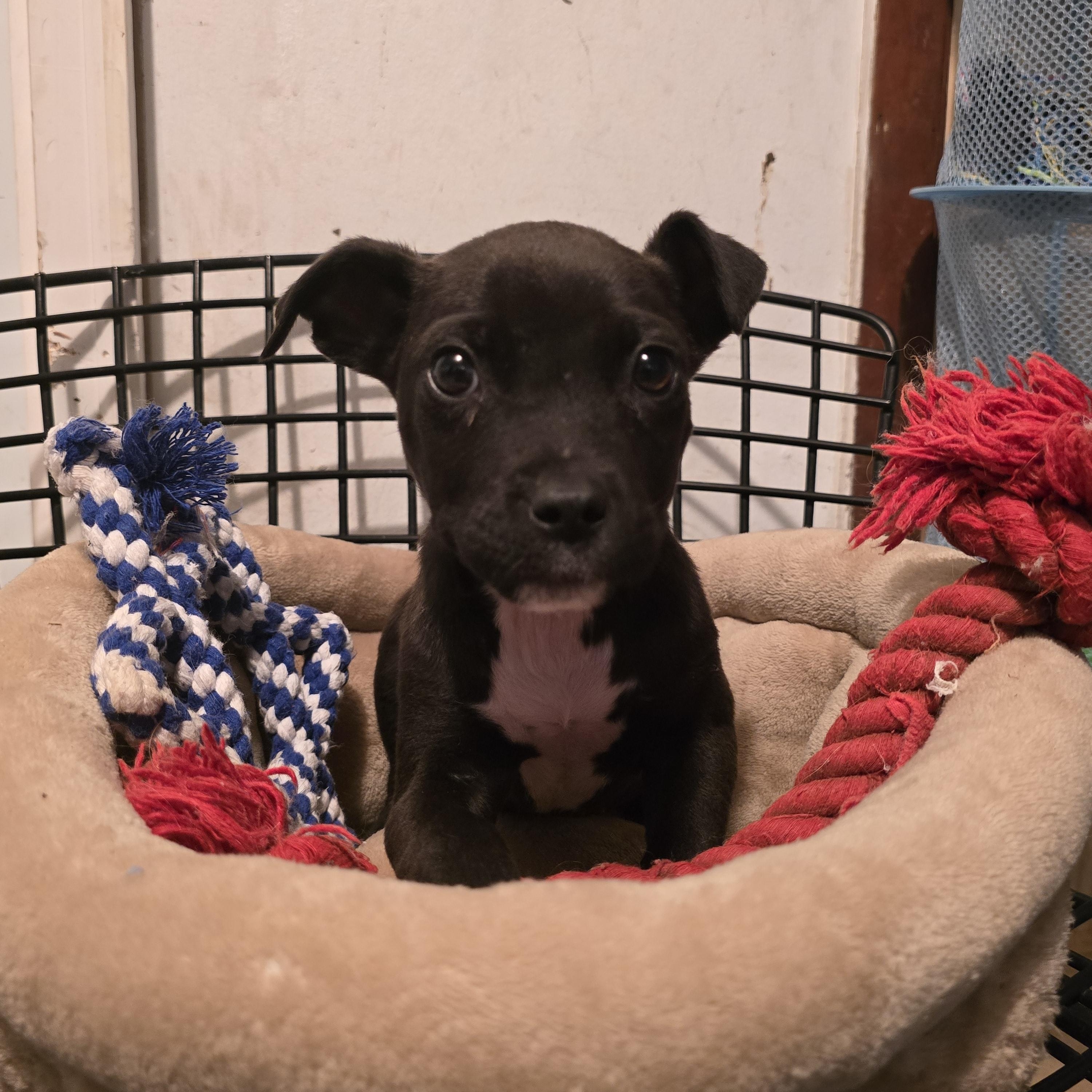 Enlarge Frosty, a ADOPTABLE mixed breed in Nyack, NY image 3/3