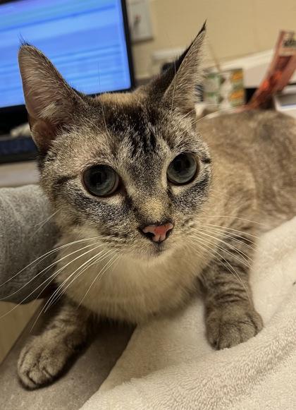 Enlarge Zaya, a Adoptable mixed breed in Detroit, MI image 1/1