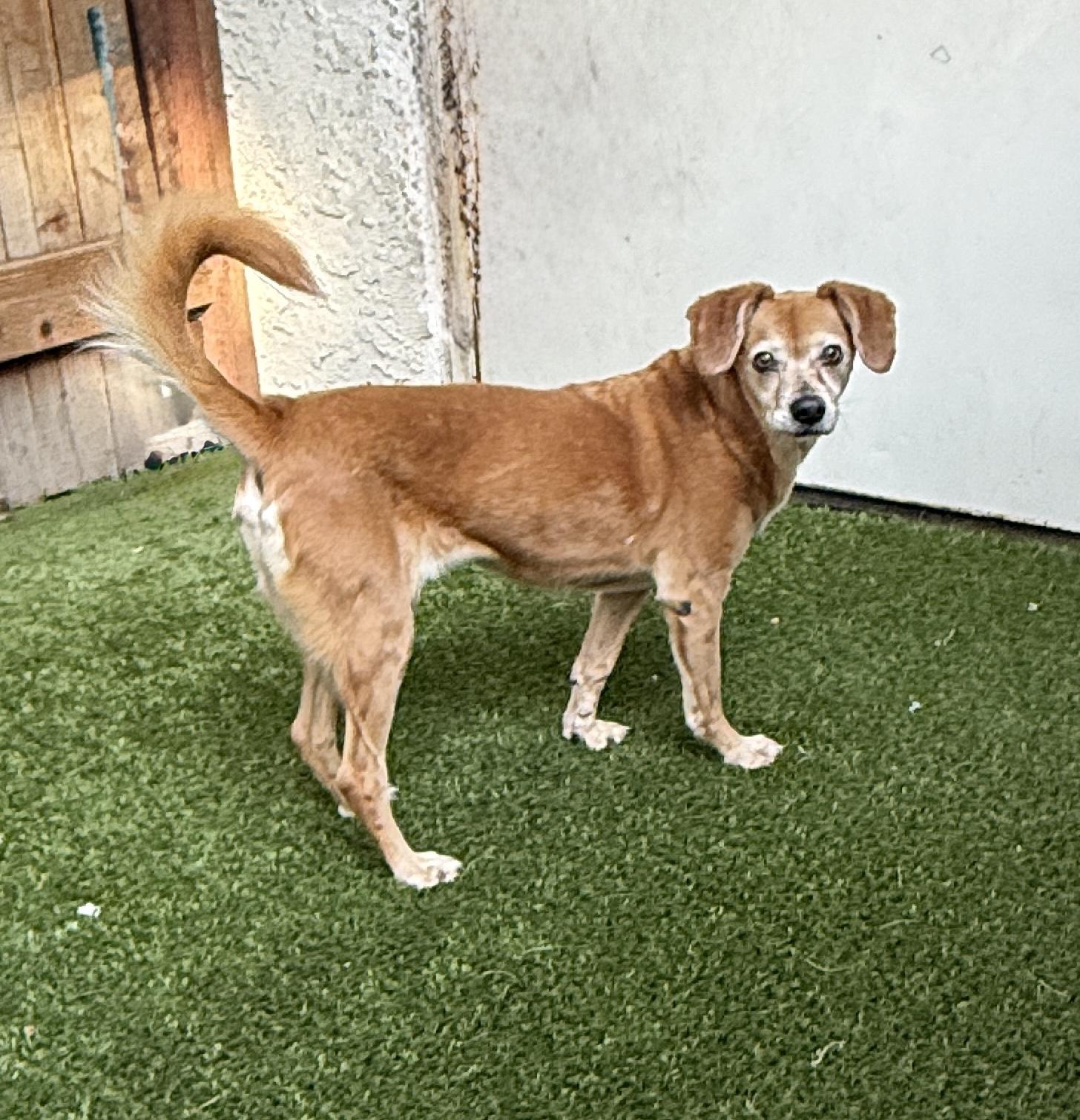 Enlarge Amber, a ADOPTABLE mixed breed in Mission Viejo, CA image 6/6
