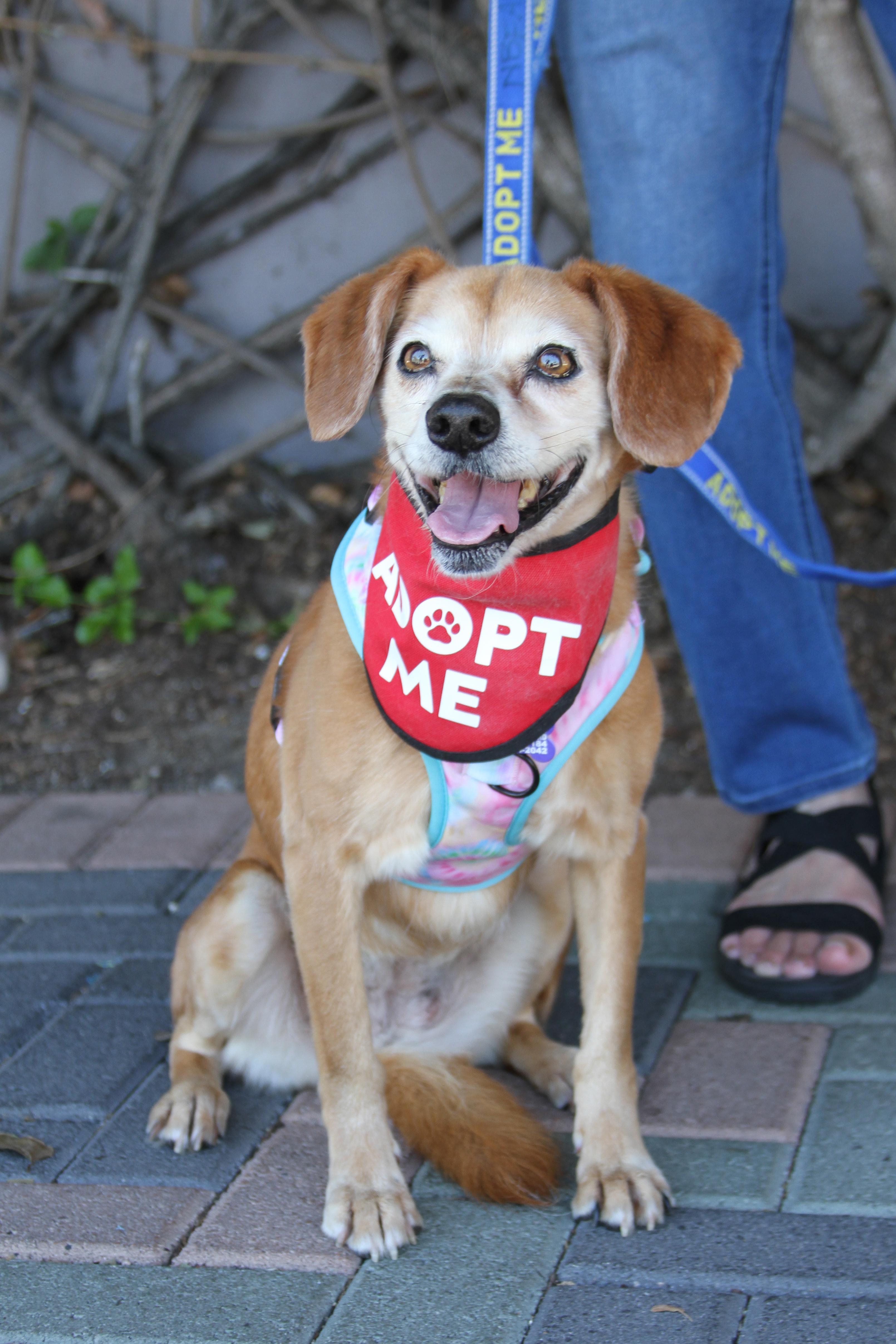 Amber, ADOPTABLE, Adult Female Beagle & Labrador Retriever.