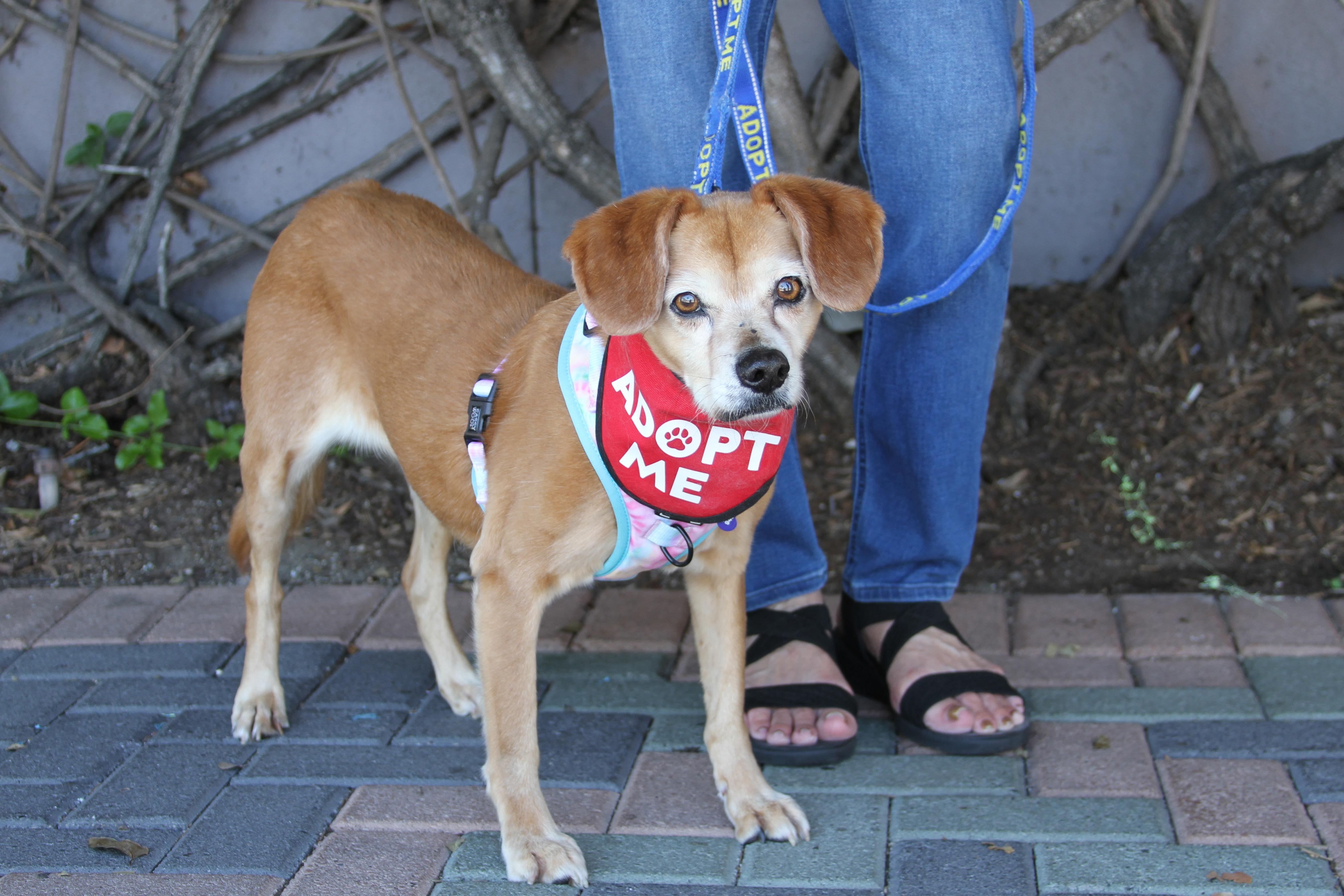 Enlarge Amber, a ADOPTABLE mixed breed in Mission Viejo, CA image 5/6