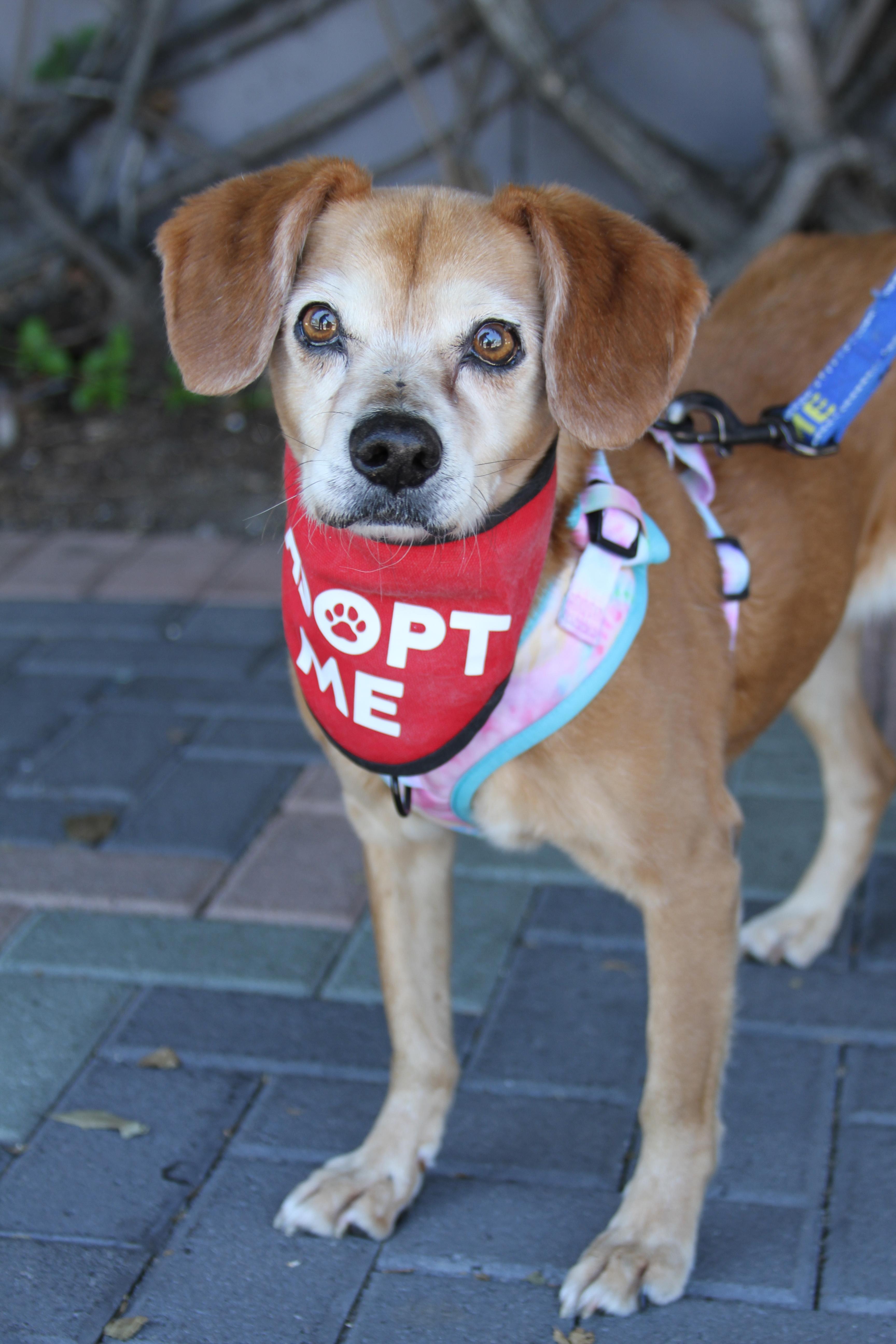 Enlarge Amber, a ADOPTABLE mixed breed in Mission Viejo, CA image 2/6