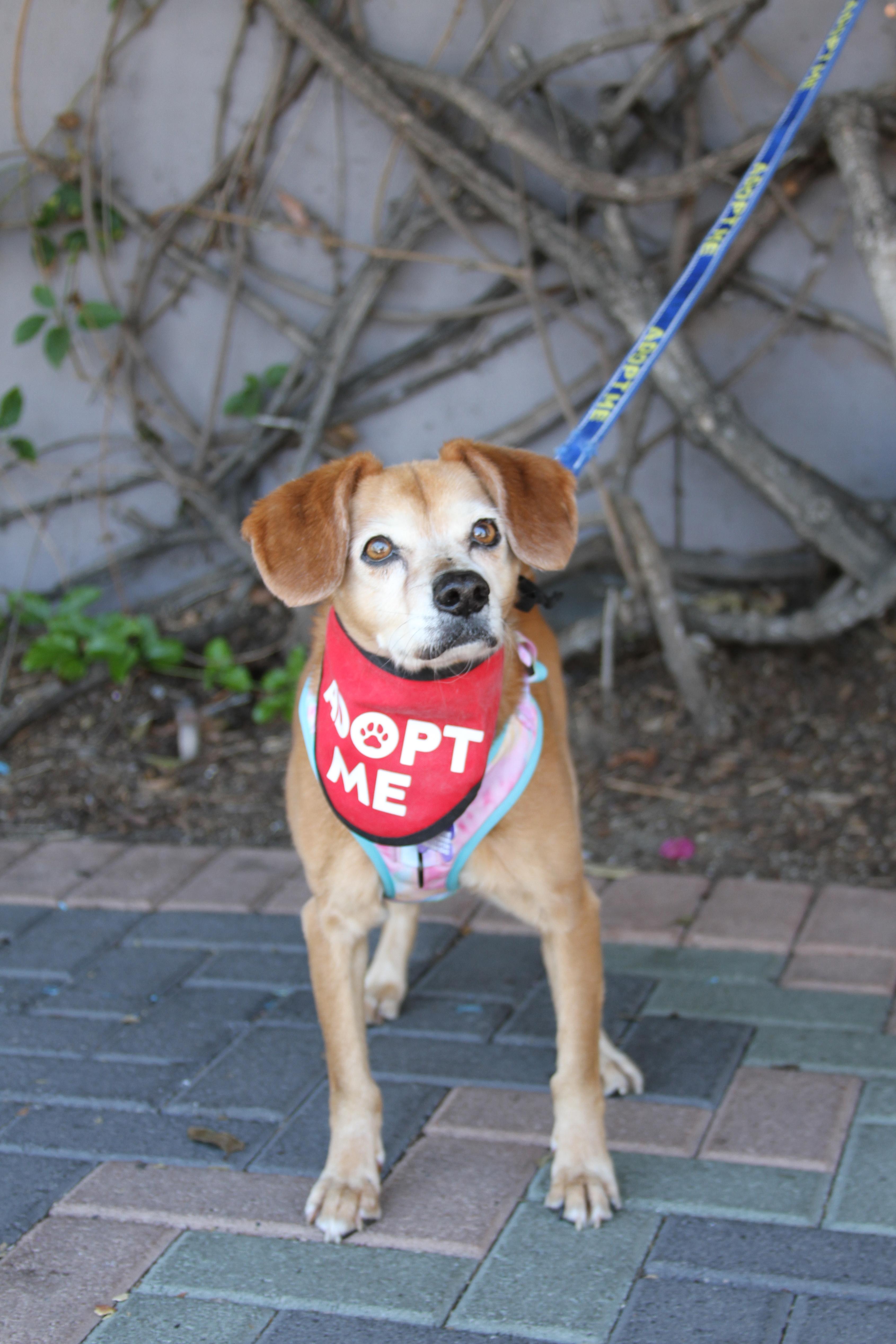Enlarge Amber, a ADOPTABLE mixed breed in Mission Viejo, CA image 4/6