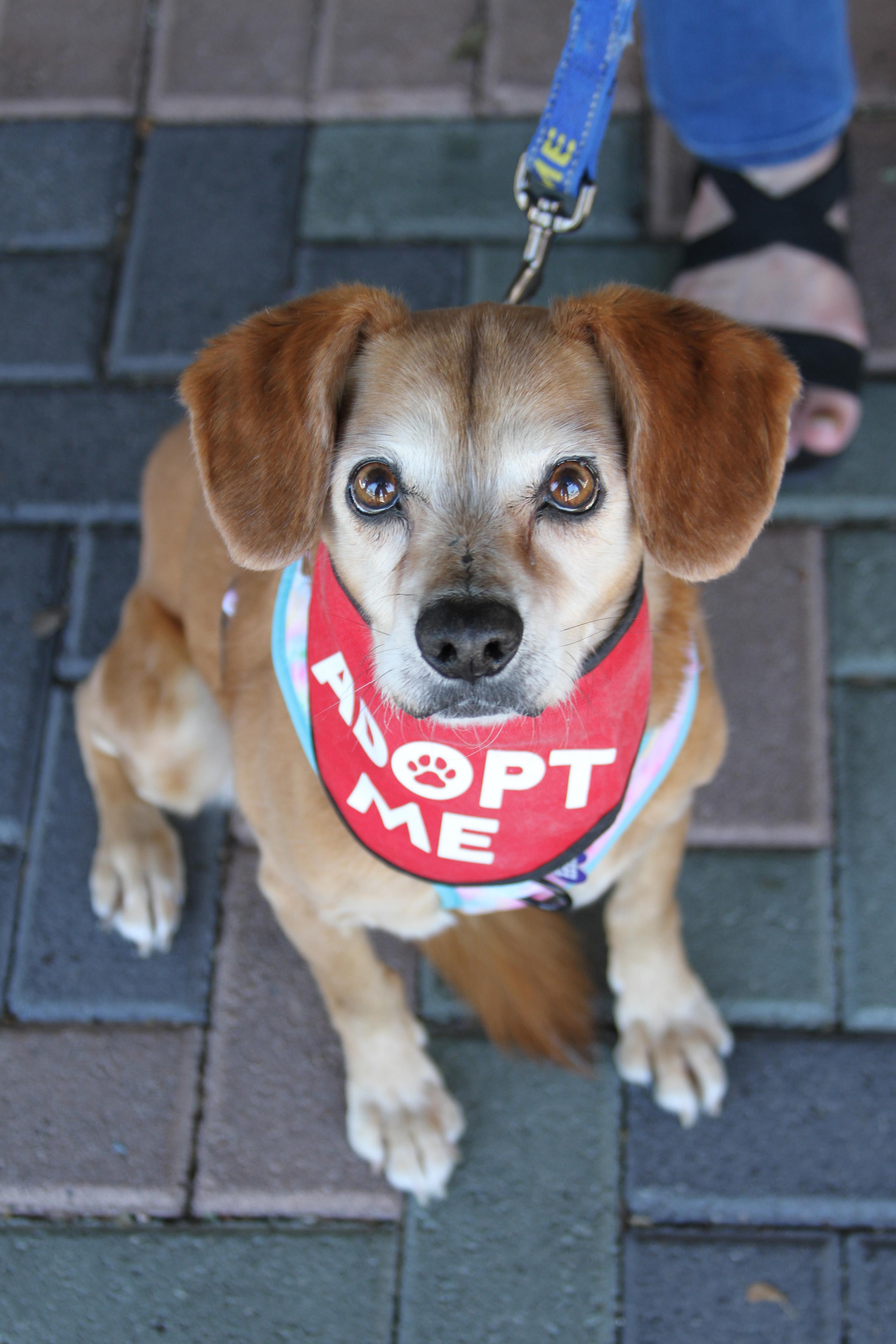 Enlarge Amber, a ADOPTABLE mixed breed in Mission Viejo, CA image 3/6