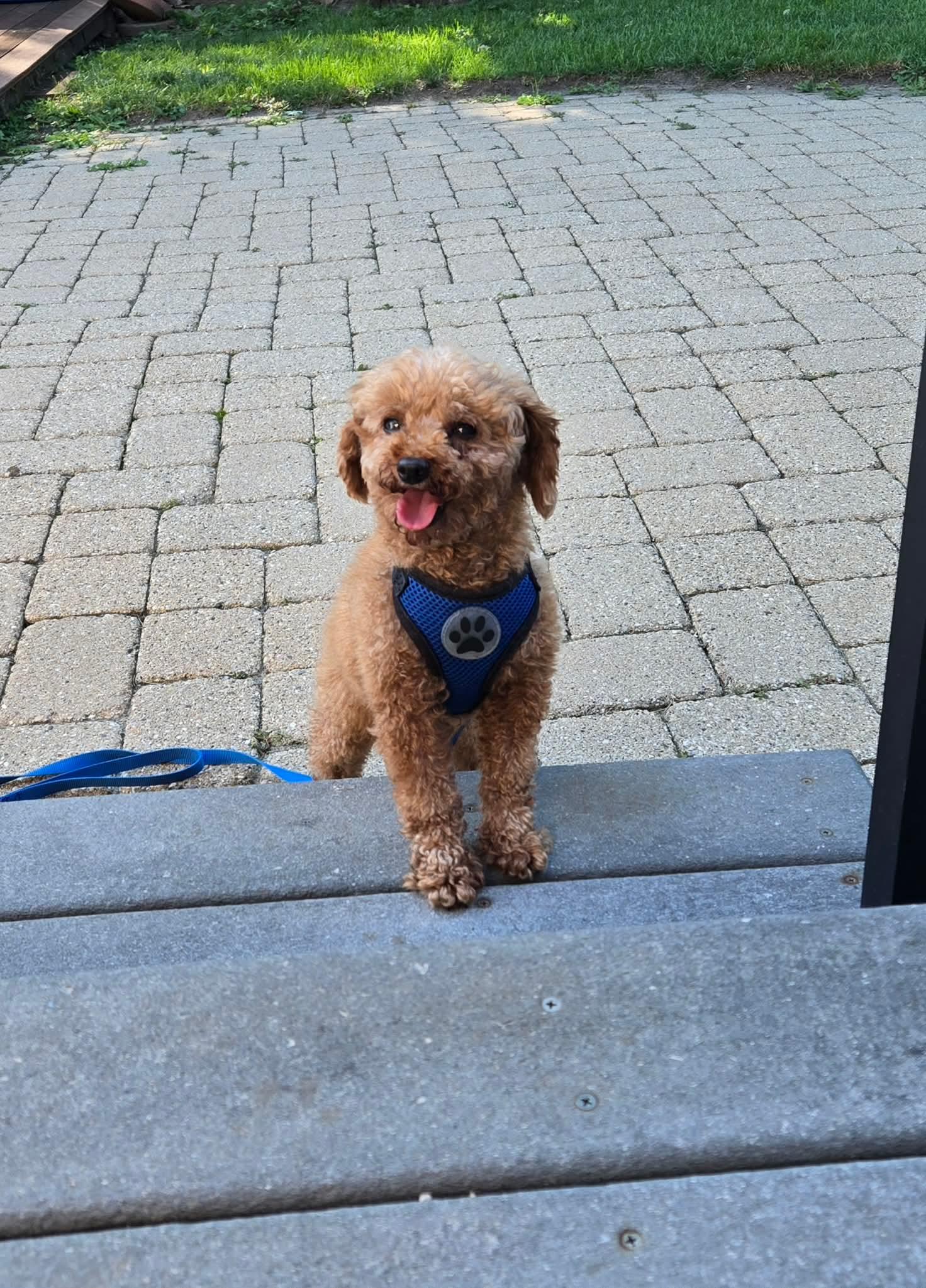 Enlarge Leon, a Adoptable Poodle (Toy) in Whitewater, WI image 1/5