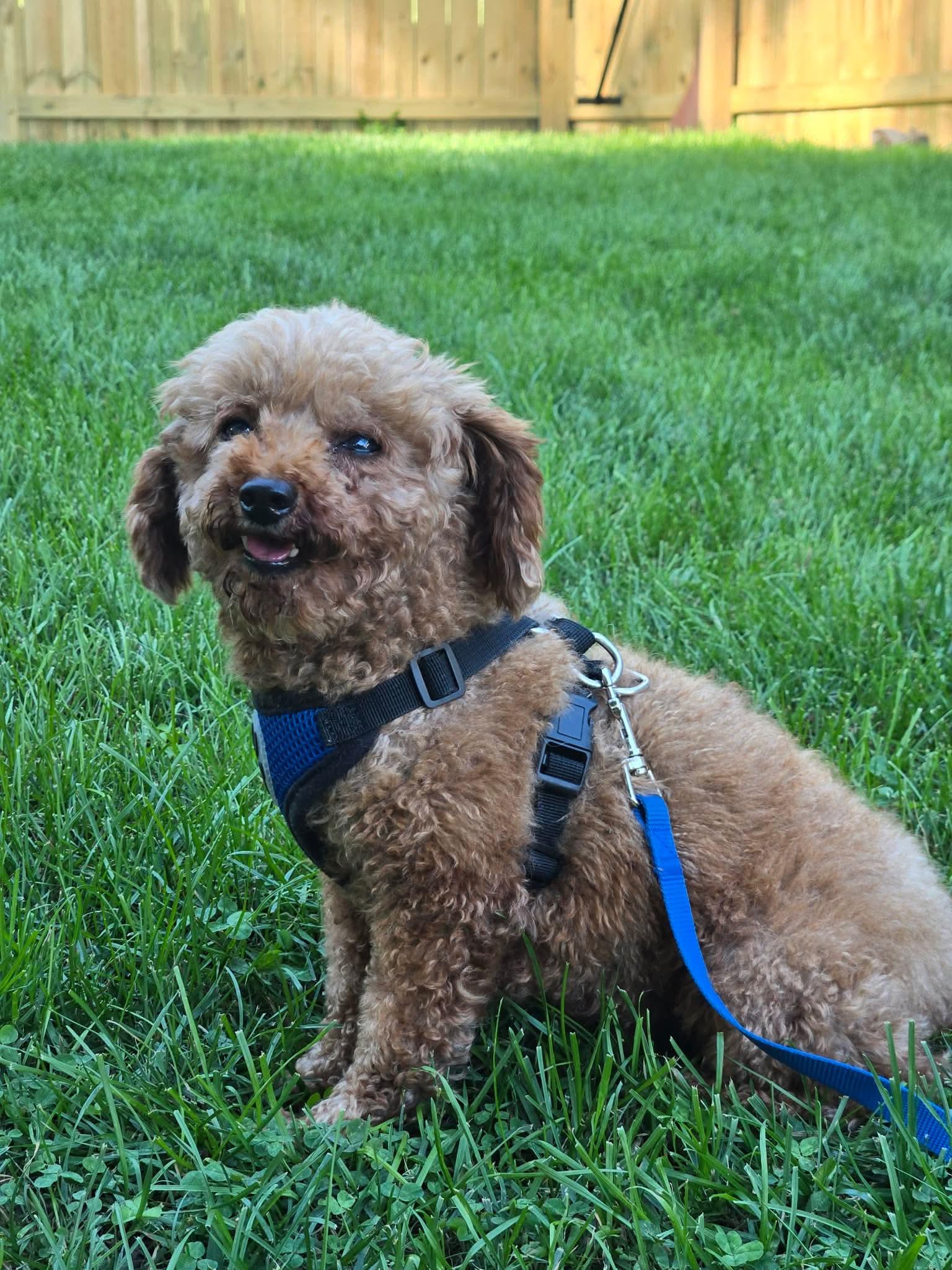 Enlarge Leon, a Adoptable Poodle (Toy) in Whitewater, WI image 2/5