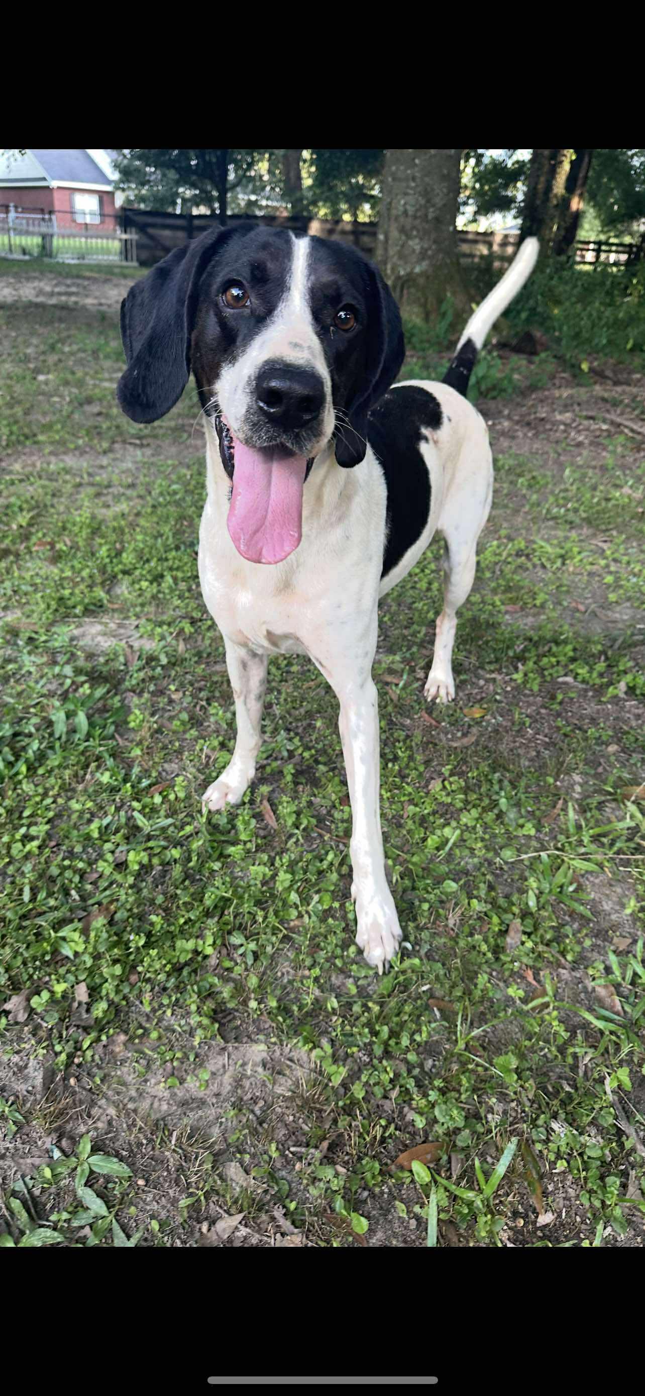 Enlarge Mo, a Adoptable Hound in Ocean Springs, MS image 3/5