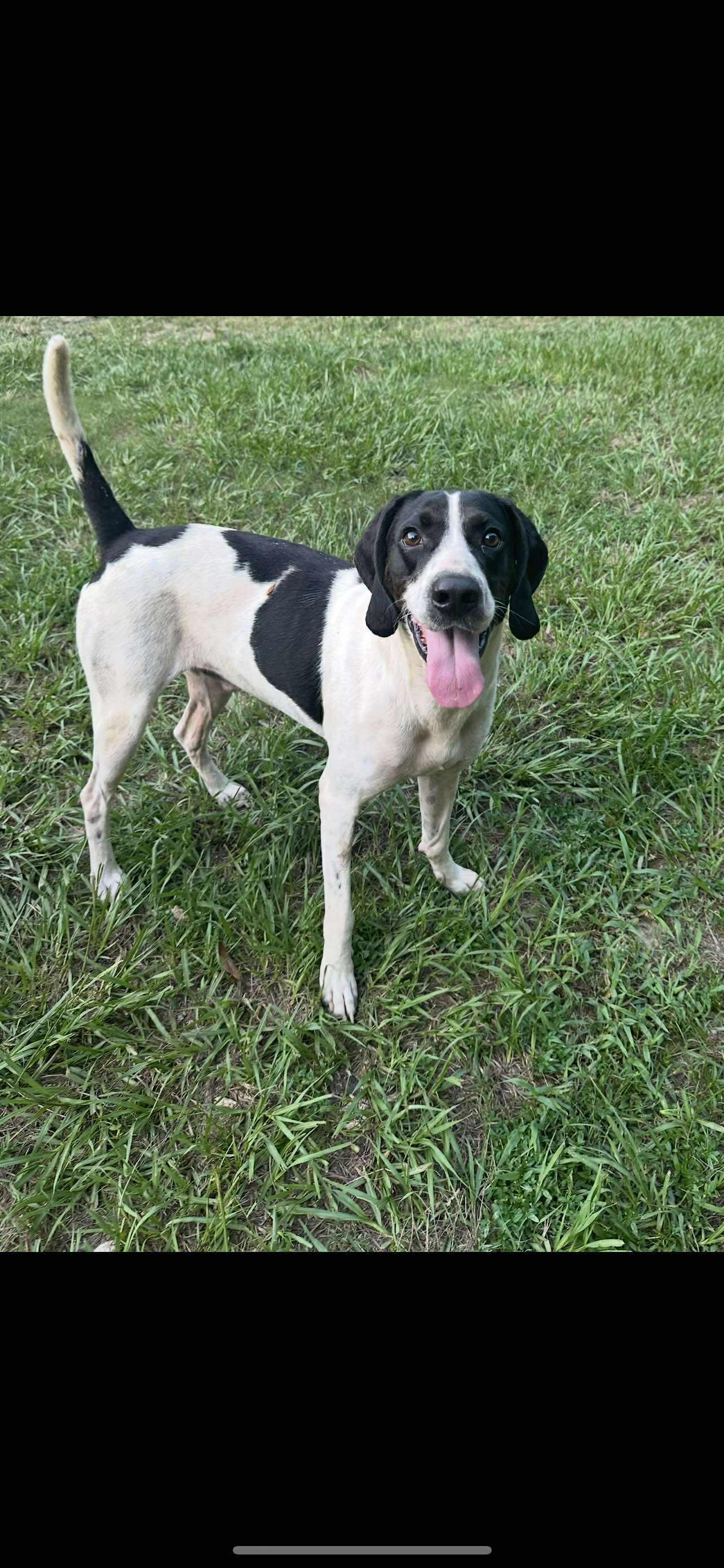 Enlarge Mo, a Adoptable Hound in Ocean Springs, MS image 4/5