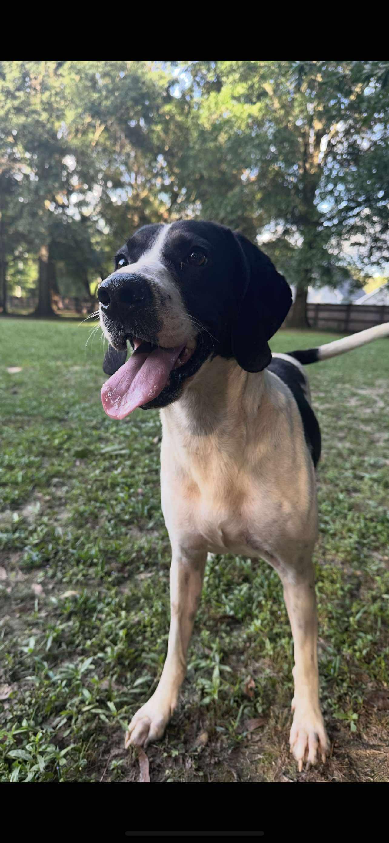 Enlarge Mo, a Adoptable Hound in Ocean Springs, MS image 5/5