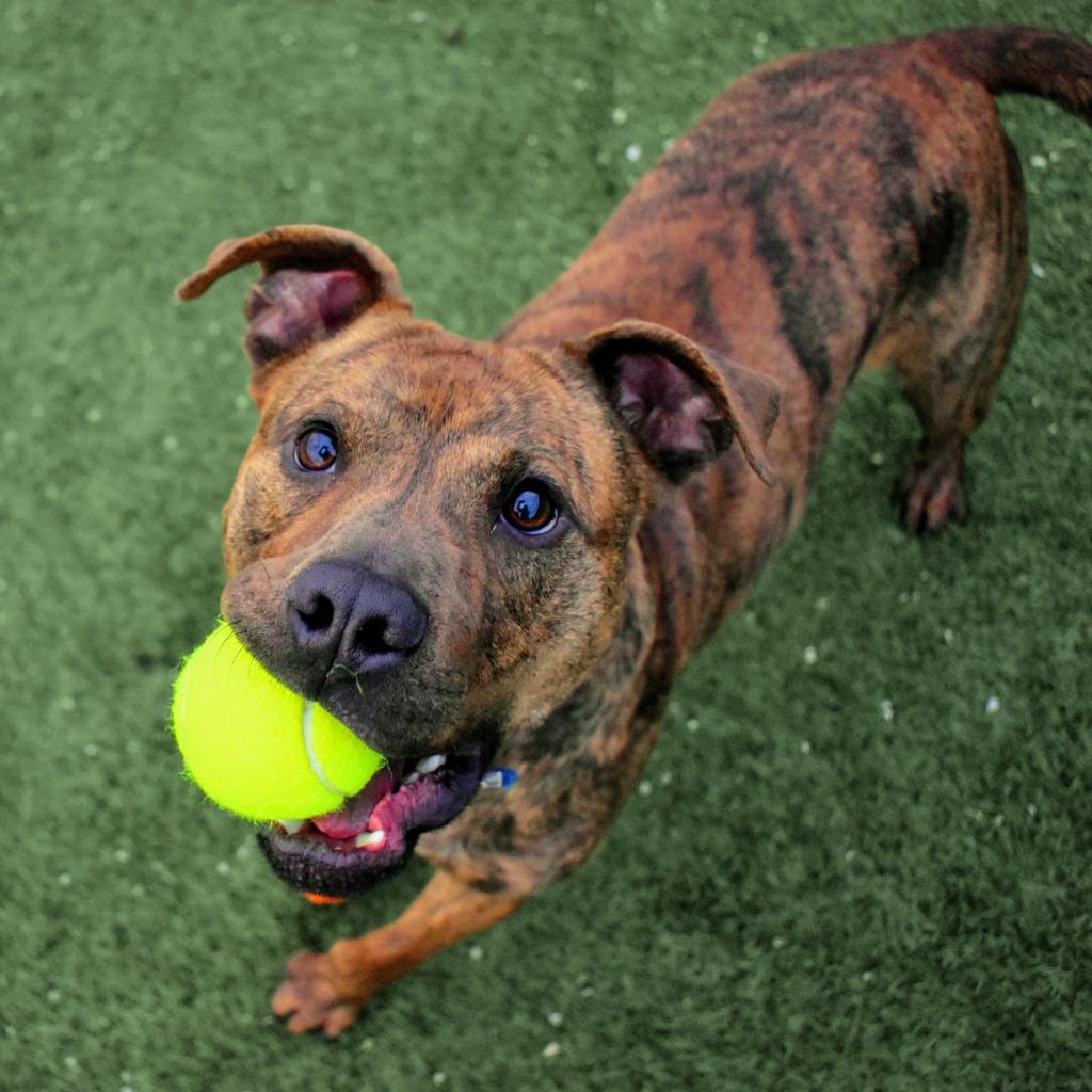 Champ Norman, Adoptable, Adult Male American Staffordshire Terrier.