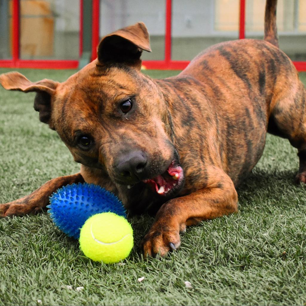 Enlarge Champ Norman, a Adoptable American Staffordshire Terrier in Evansville, IN image 2/6