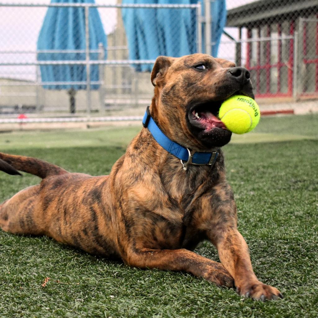 Enlarge Champ Norman, a Adoptable American Staffordshire Terrier in Evansville, IN image 3/6