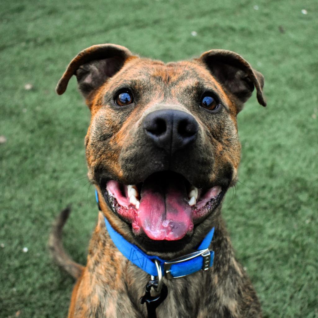 Enlarge Champ Norman, a Adoptable American Staffordshire Terrier in Evansville, IN image 4/6