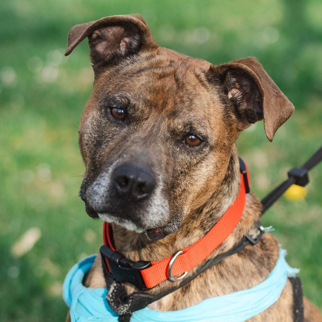 Enlarge Champ Norman, a Adoptable American Staffordshire Terrier in Evansville, IN image 5/6