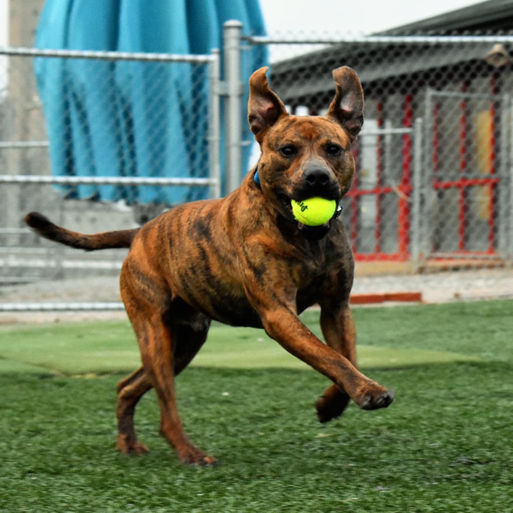 Enlarge Champ Norman, a Adoptable American Staffordshire Terrier in Evansville, IN image 6/6