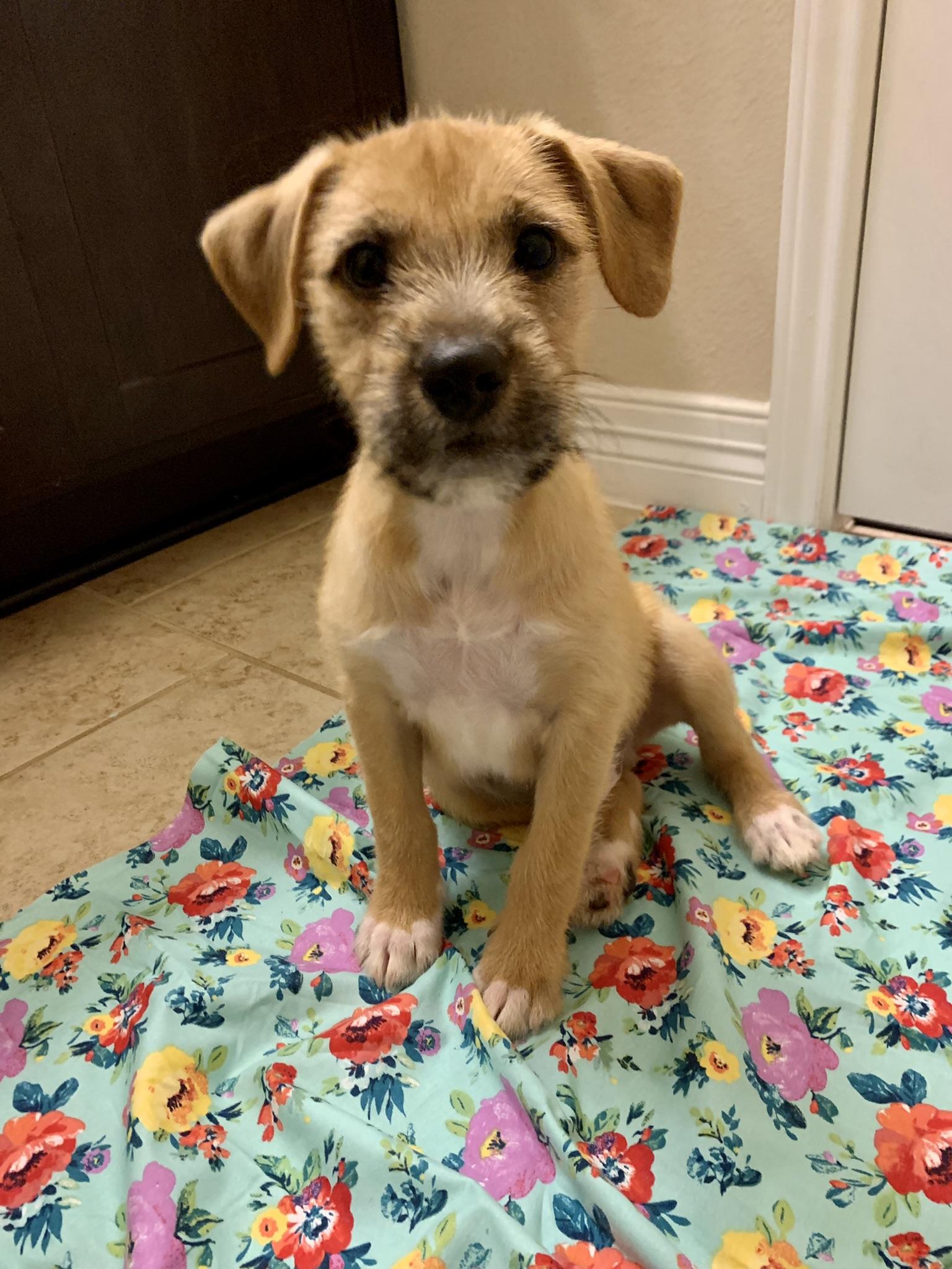 Enlarge Jumba Jookiba, a Adopted mixed breed in Houston, TX image 1/5