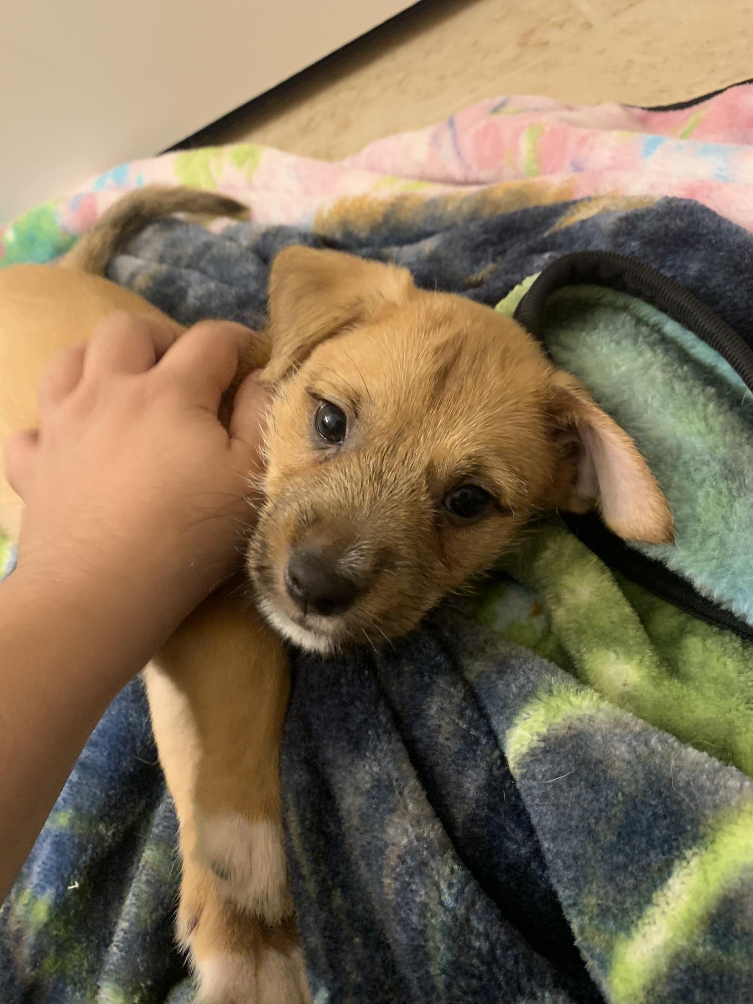 Enlarge Jumba Jookiba, a Adopted mixed breed in Houston, TX image 2/5