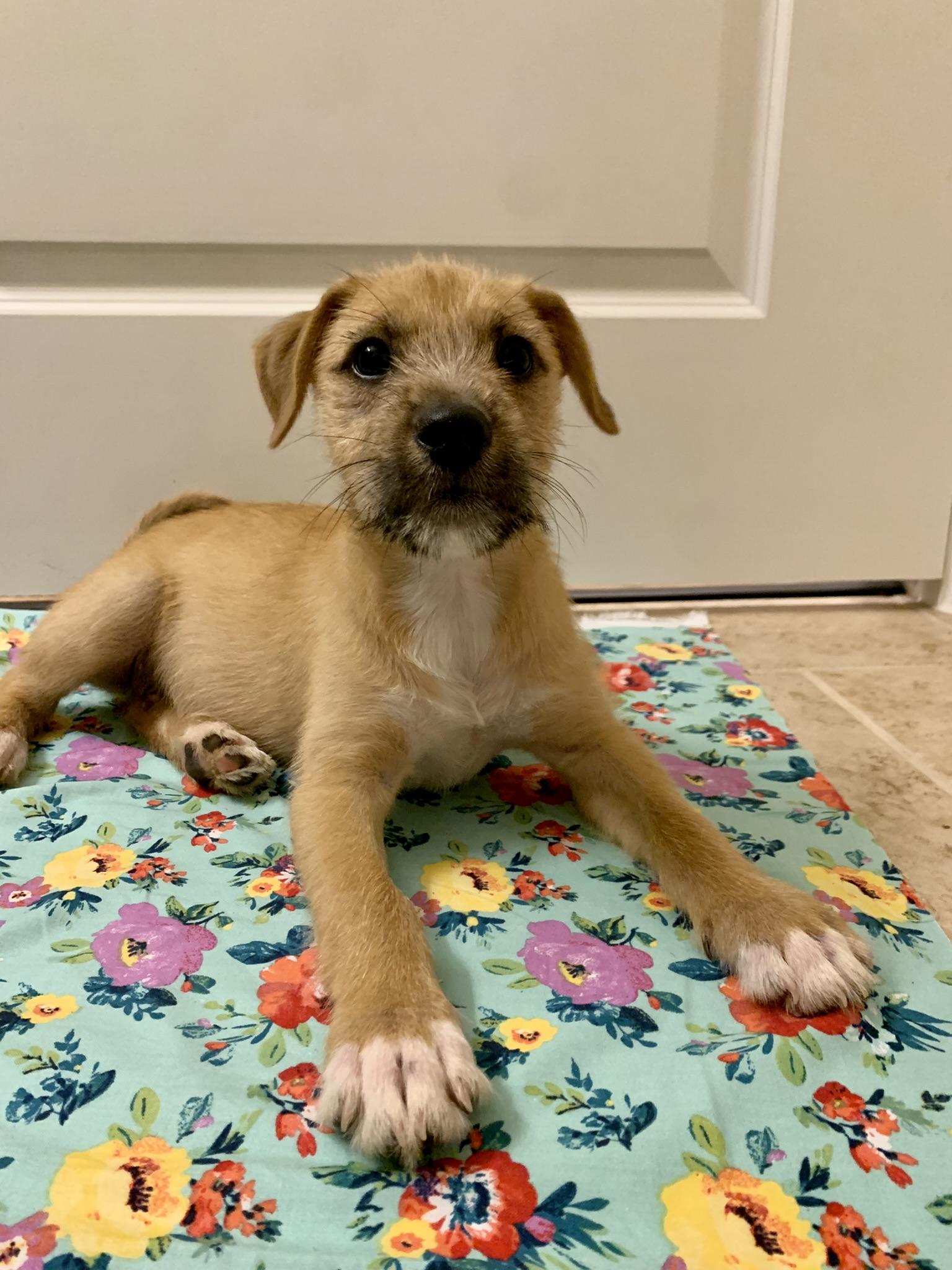 Enlarge Jumba Jookiba, a Adopted mixed breed in Houston, TX image 3/5