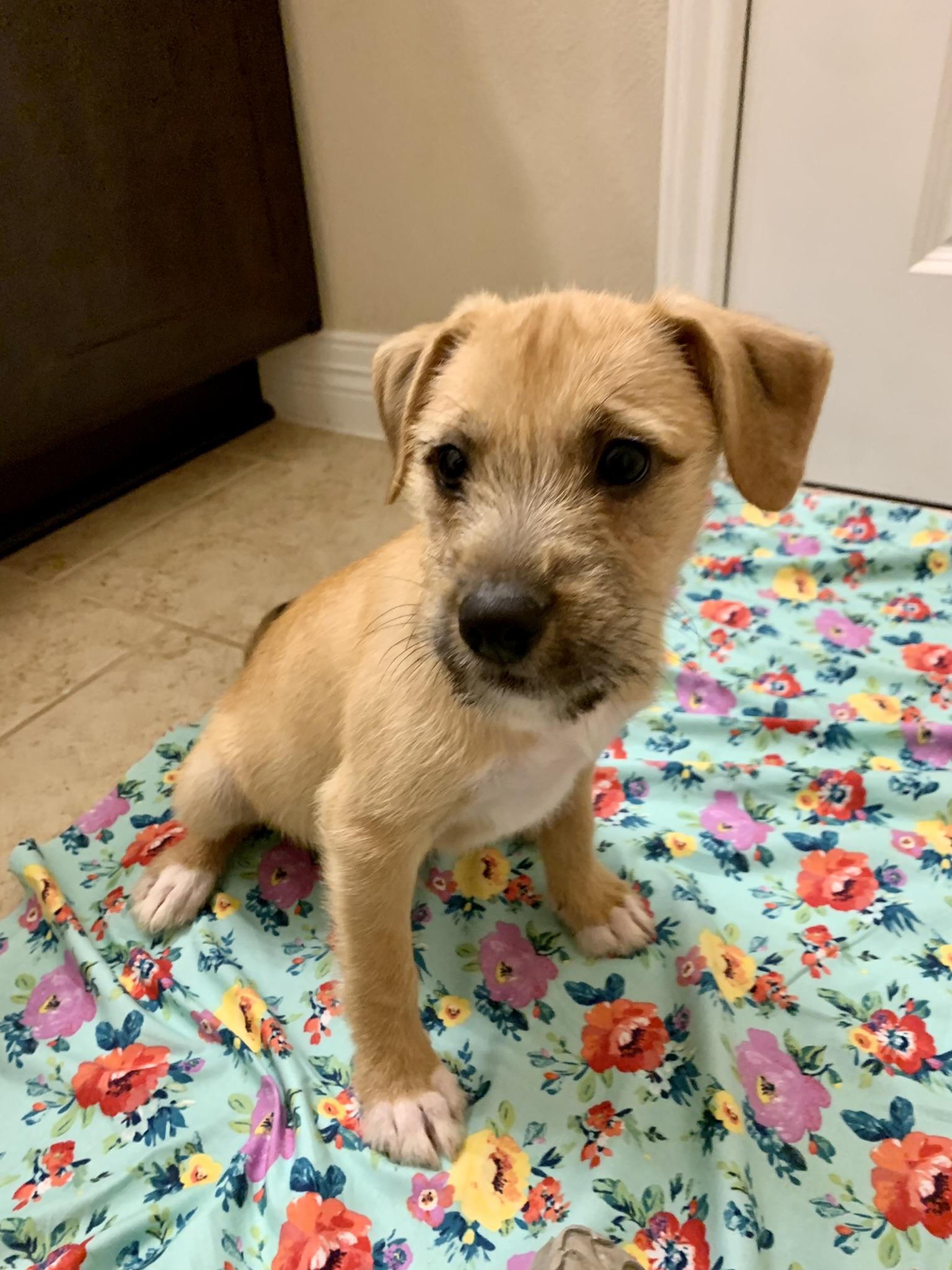 Enlarge Jumba Jookiba, a Adopted mixed breed in Houston, TX image 4/5