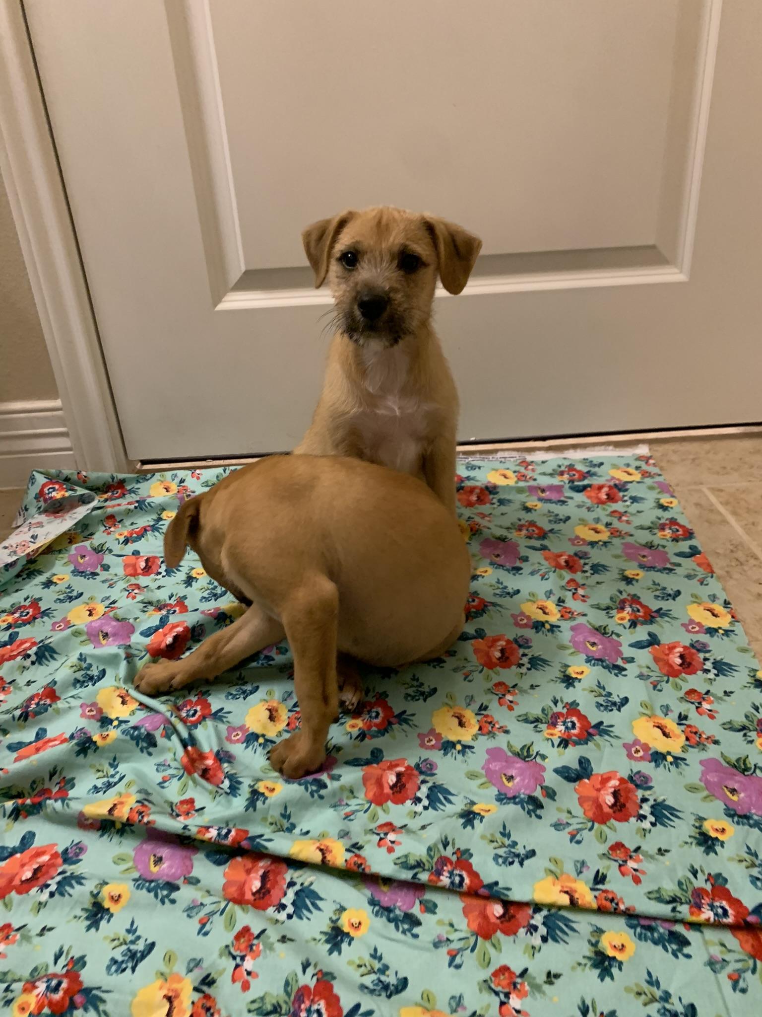 Enlarge Jumba Jookiba, a Adopted mixed breed in Houston, TX image 5/5