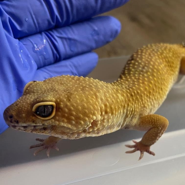 Grouse, Adoptable, Adult Male Gecko.