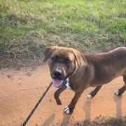 Enlarge Mammoth, a Adoptable mixed breed in Enterprise, AL image 1/2